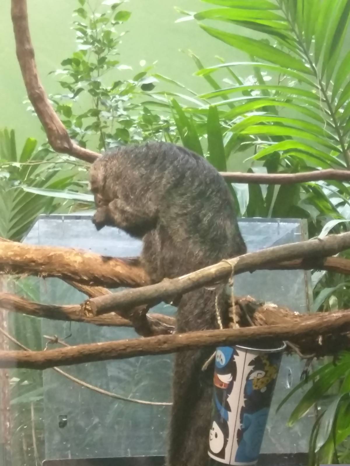Small Mammal House - Pale Headed Saki