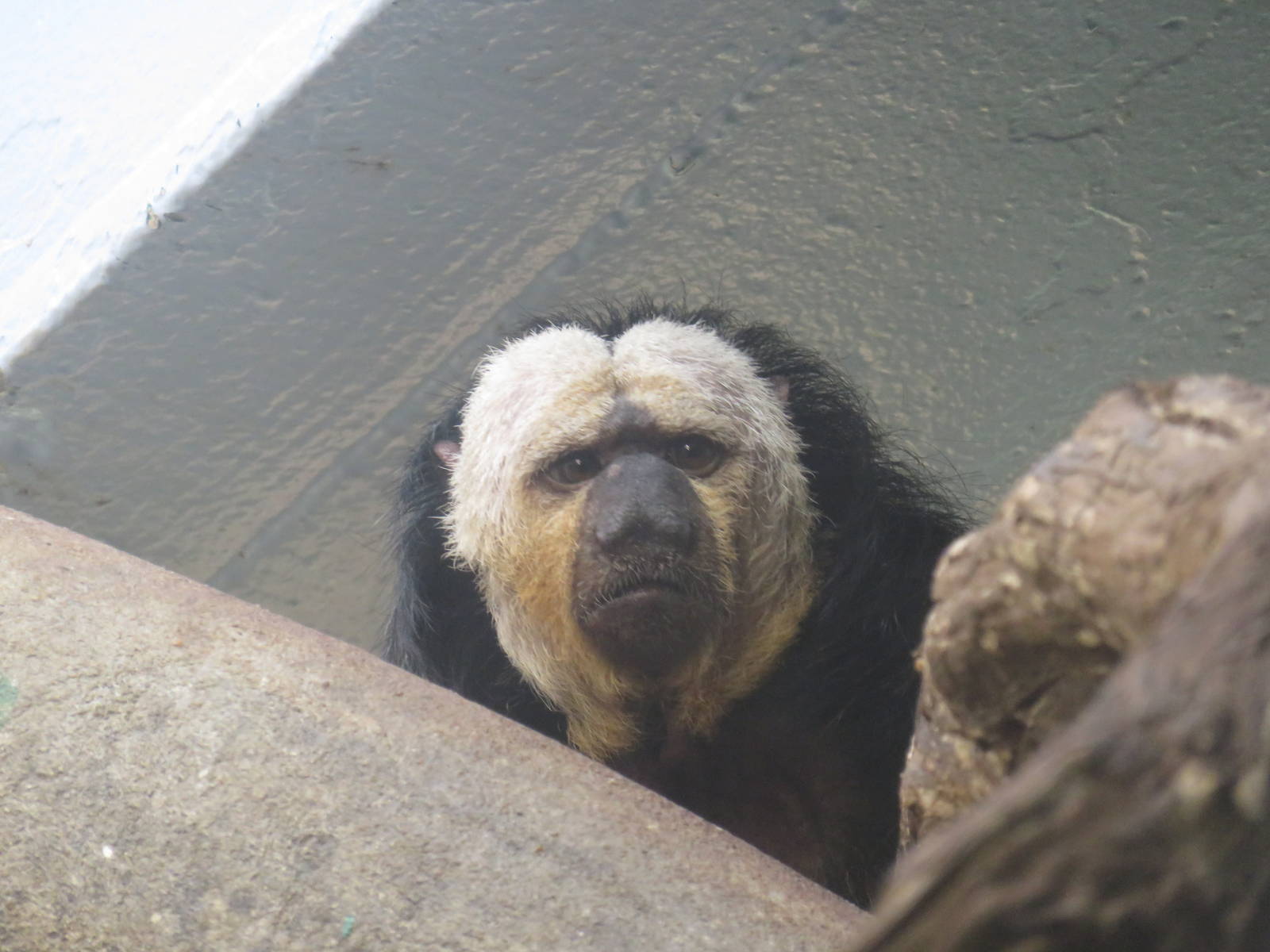 Small Mammal House - Pale-Headed Saki