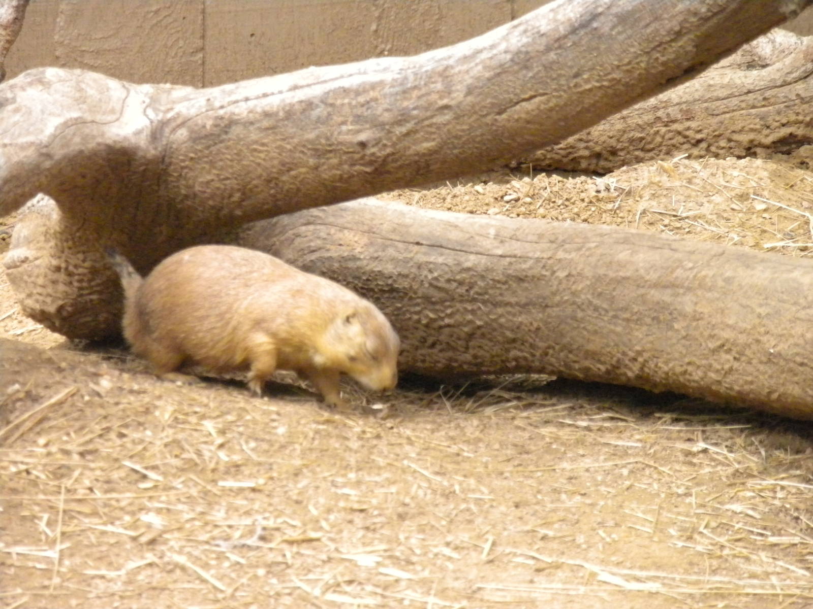 Small Mammal House - Praire Dog