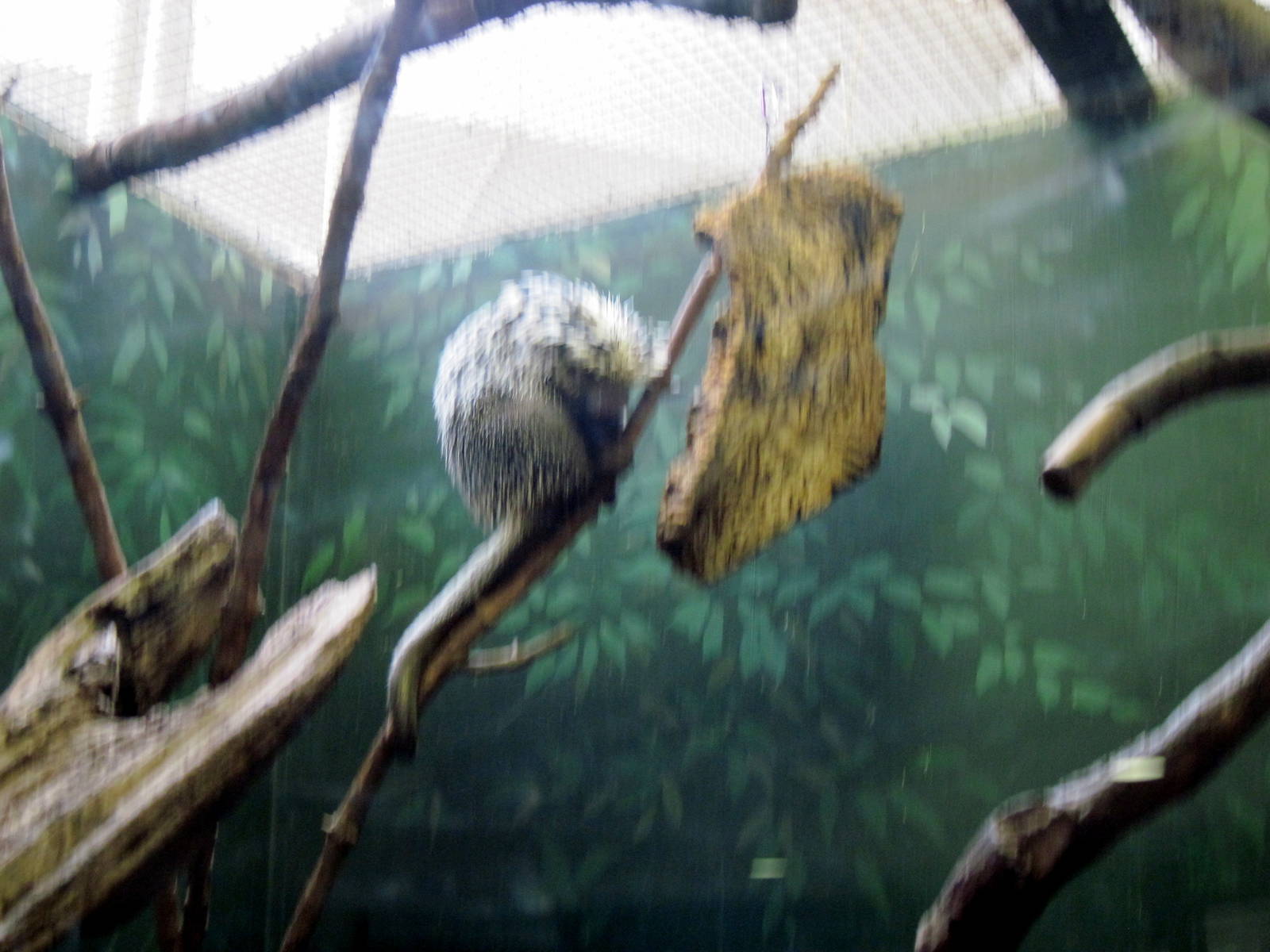 Small Mammal House-Prehensile-tailed Porcupine