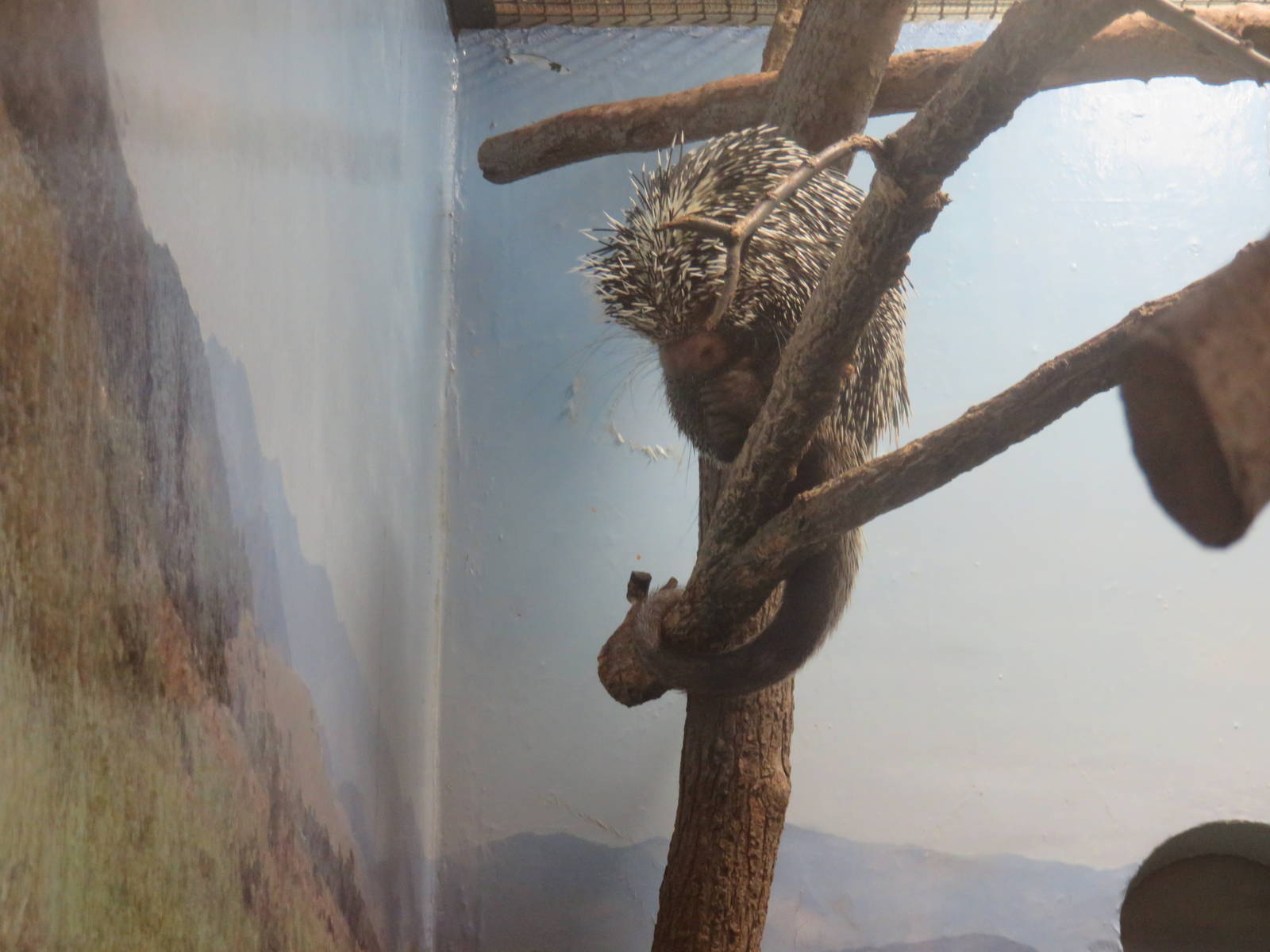Small Mammal House - Prehensile Tailed Porcupine