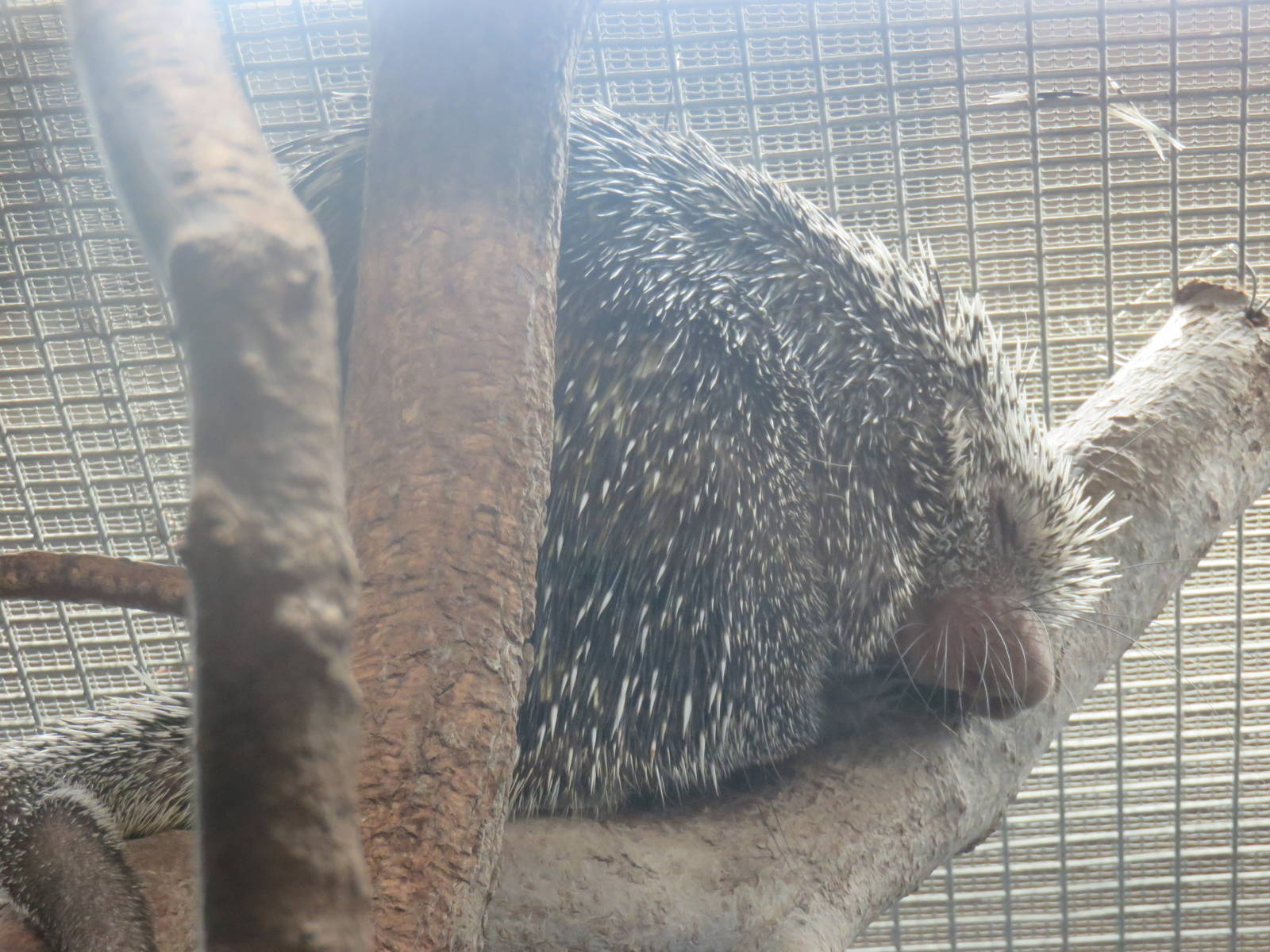 Small Mammal House - Prehensile Tailed Porcupine