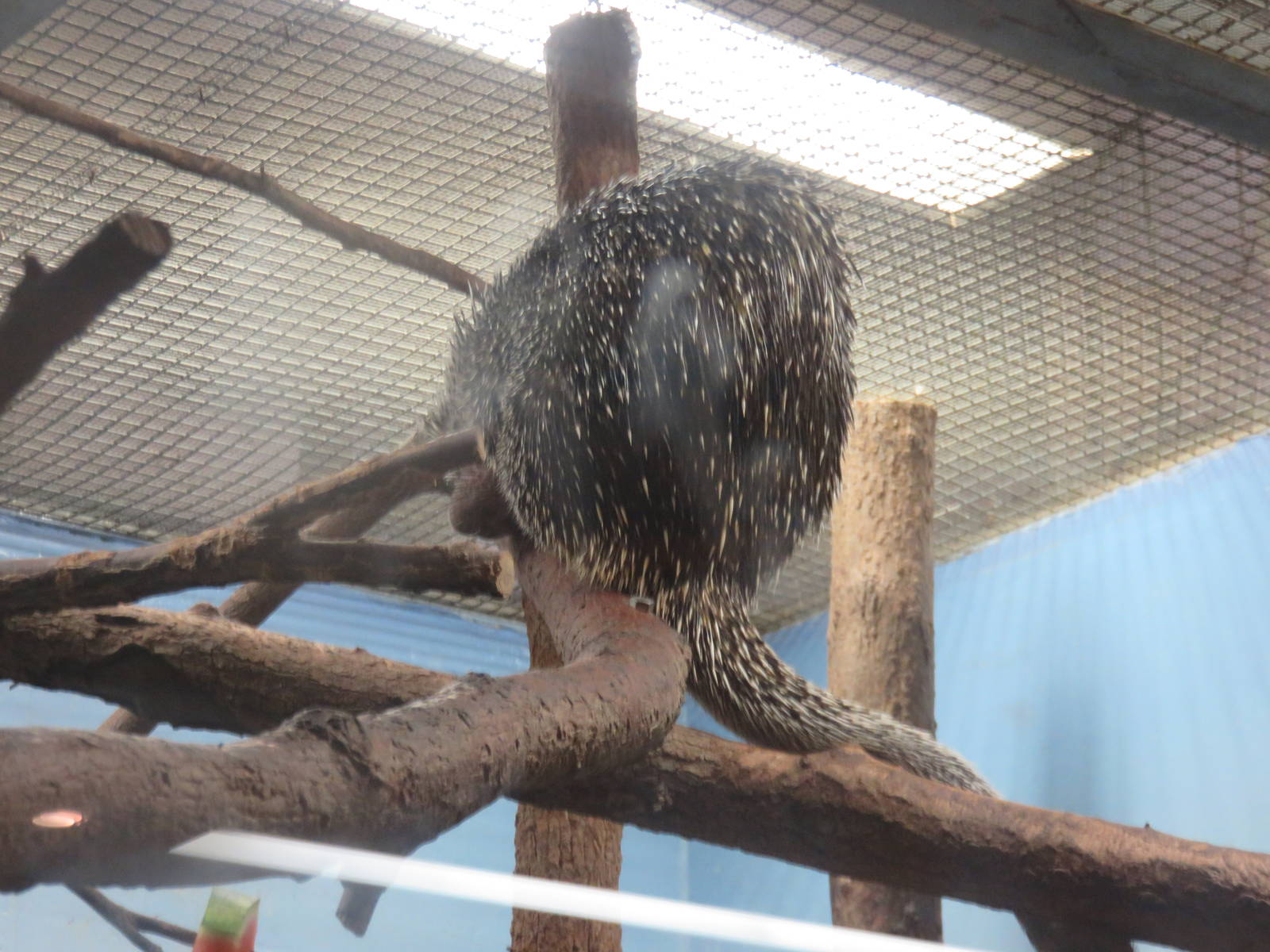 Small Mammal House - Prehensile Tailed Porcupine