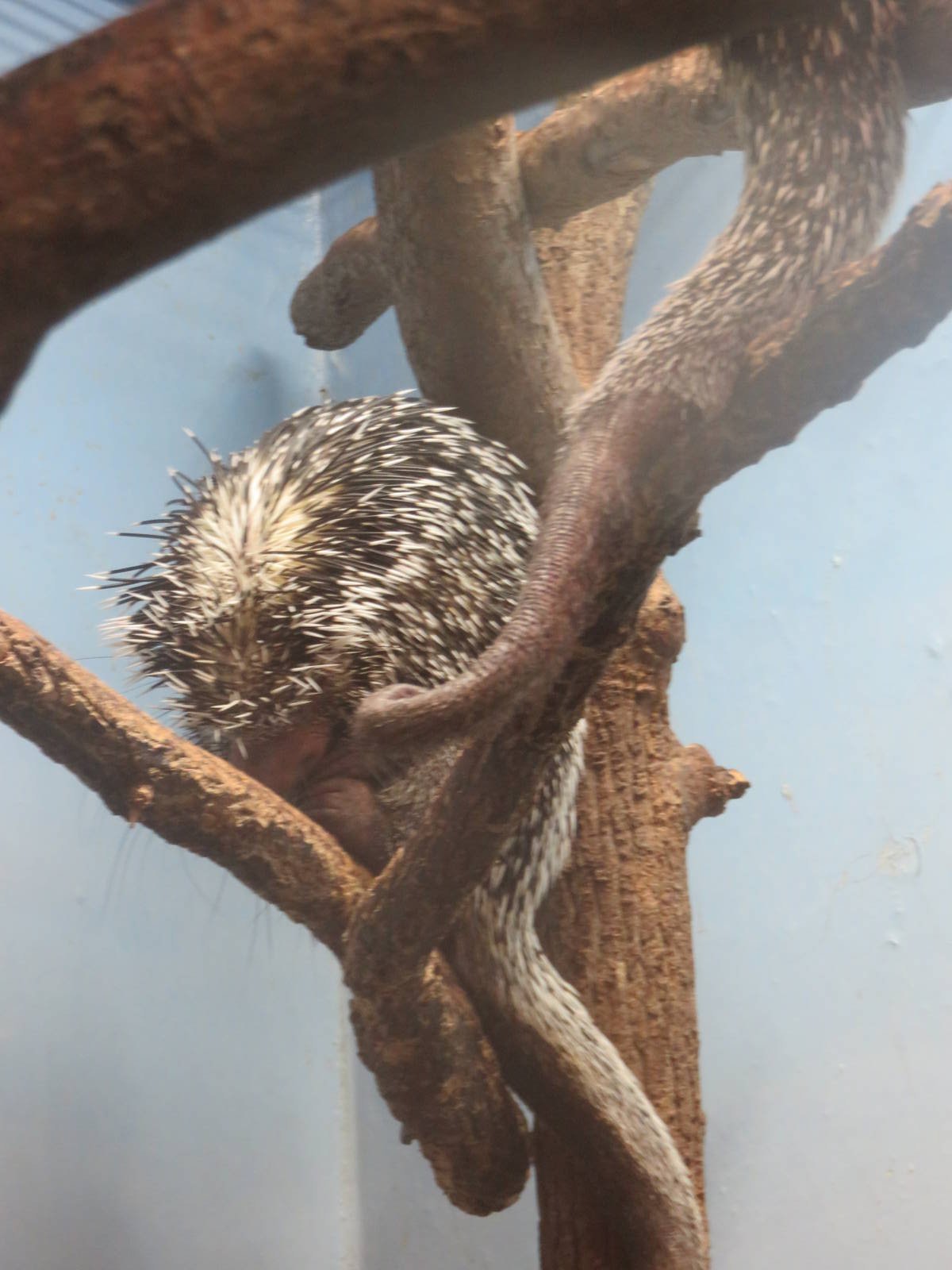 Small Mammal House - Prehensile Tailed Porcupine