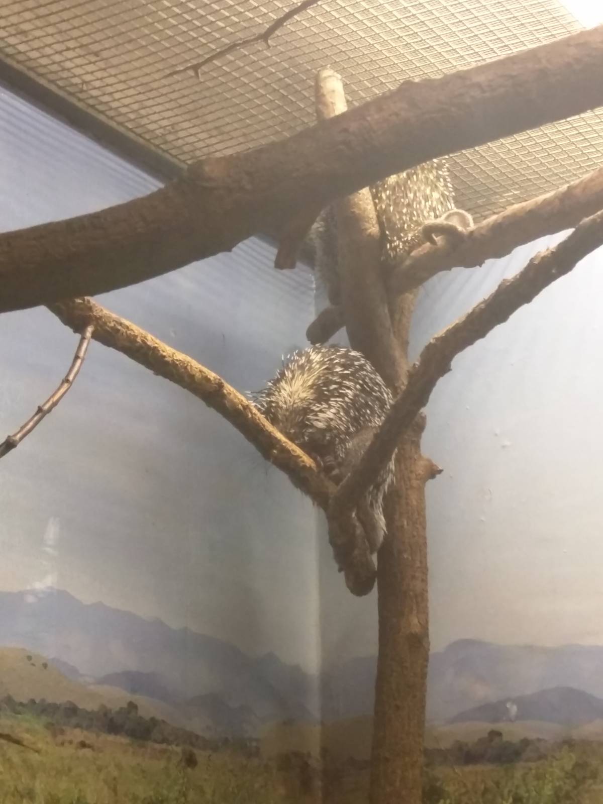 Small Mammal House - Prehensile Tailed Porcupine
