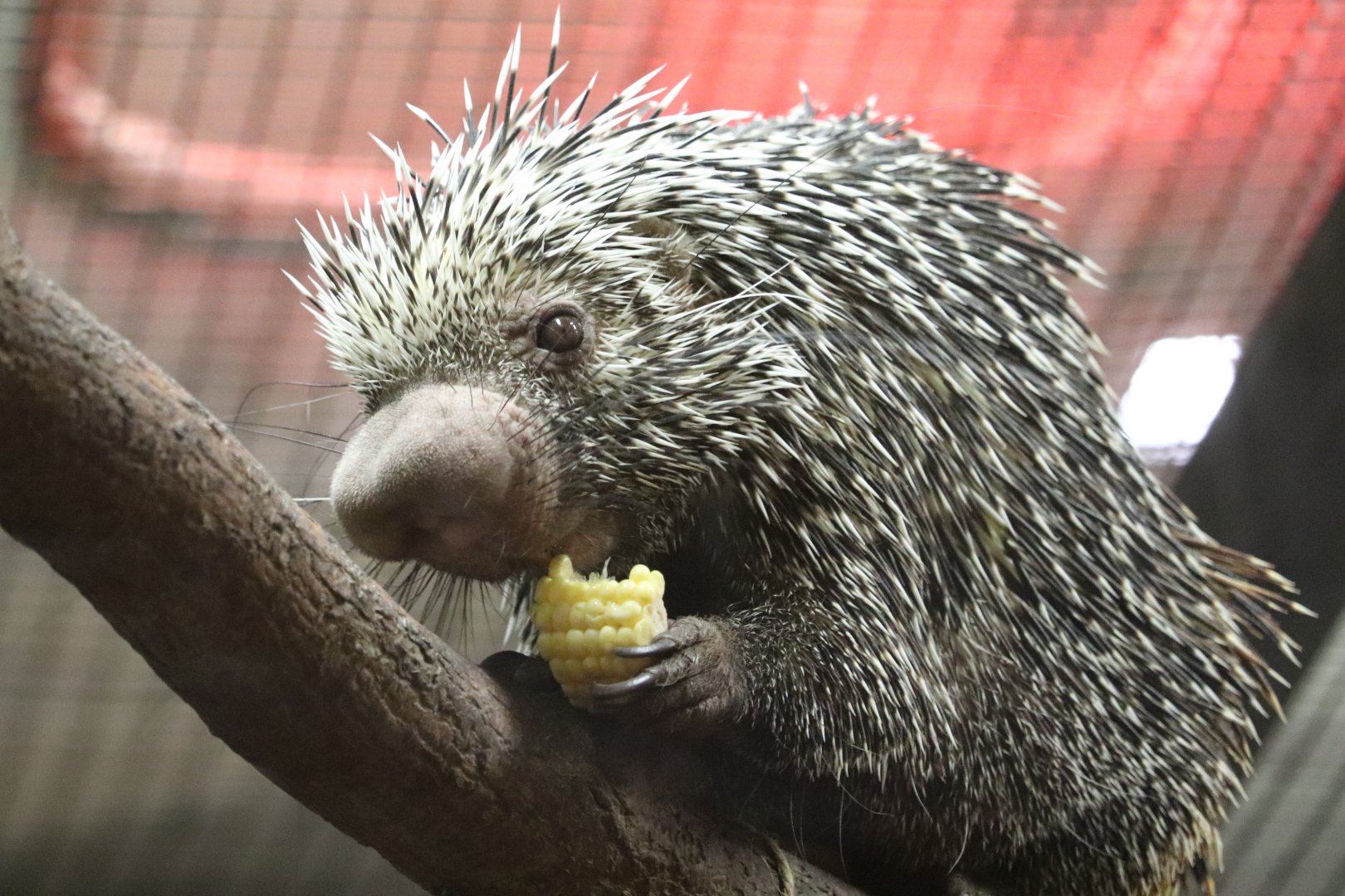 Small Mammal House - Prehensile-Tailed Porcupine