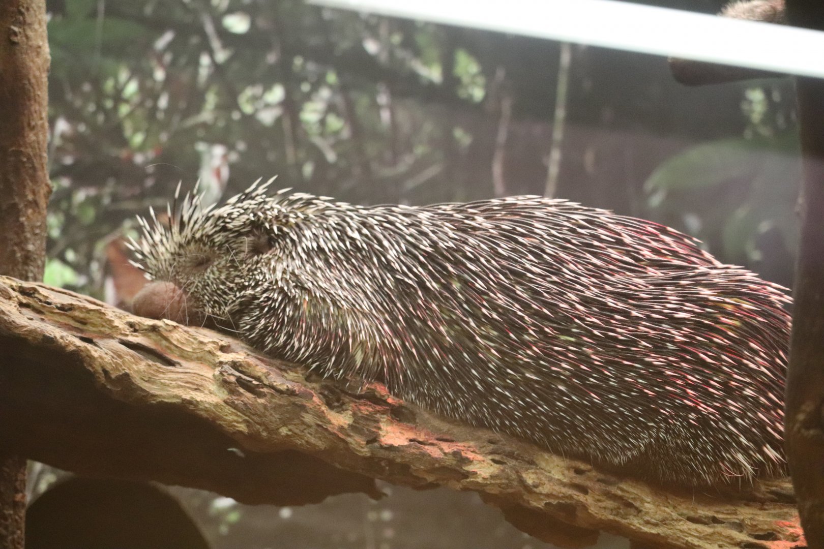 Small Mammal House - Prehensile-Tailed Porcupine