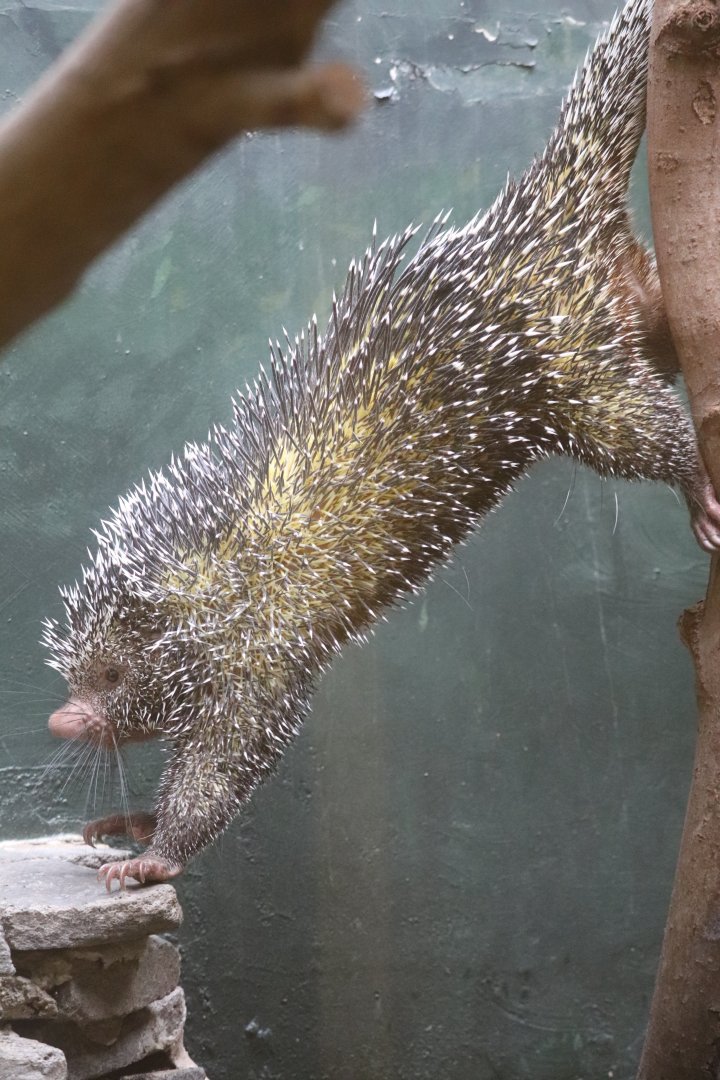 Small Mammal House - Prehensile-Tailed Porcupine