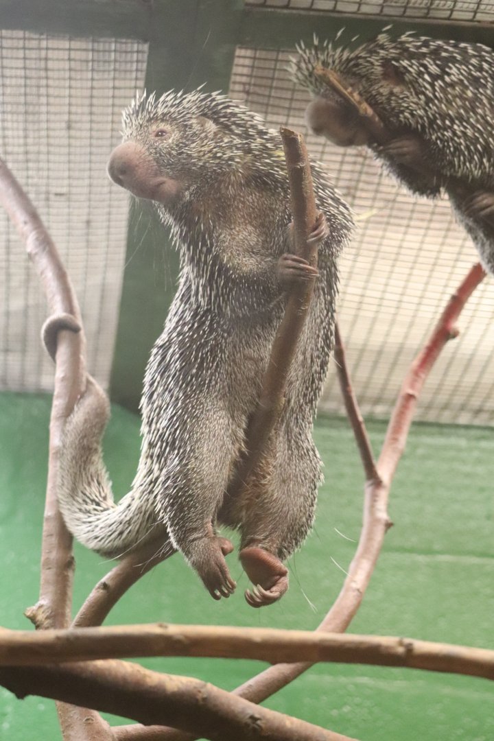 Small Mammal House - Prehensile-Tailed Porcupine