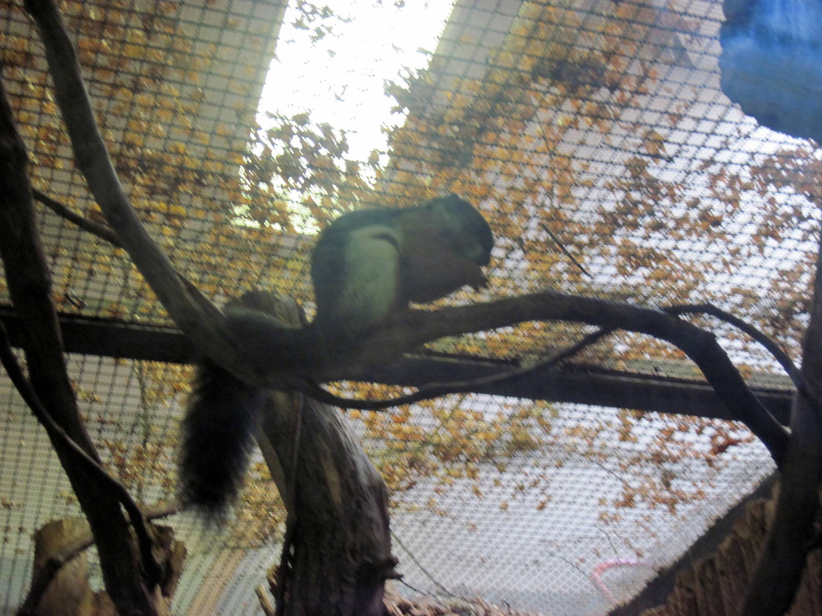 Small Mammal House-Prevost's Squirrel