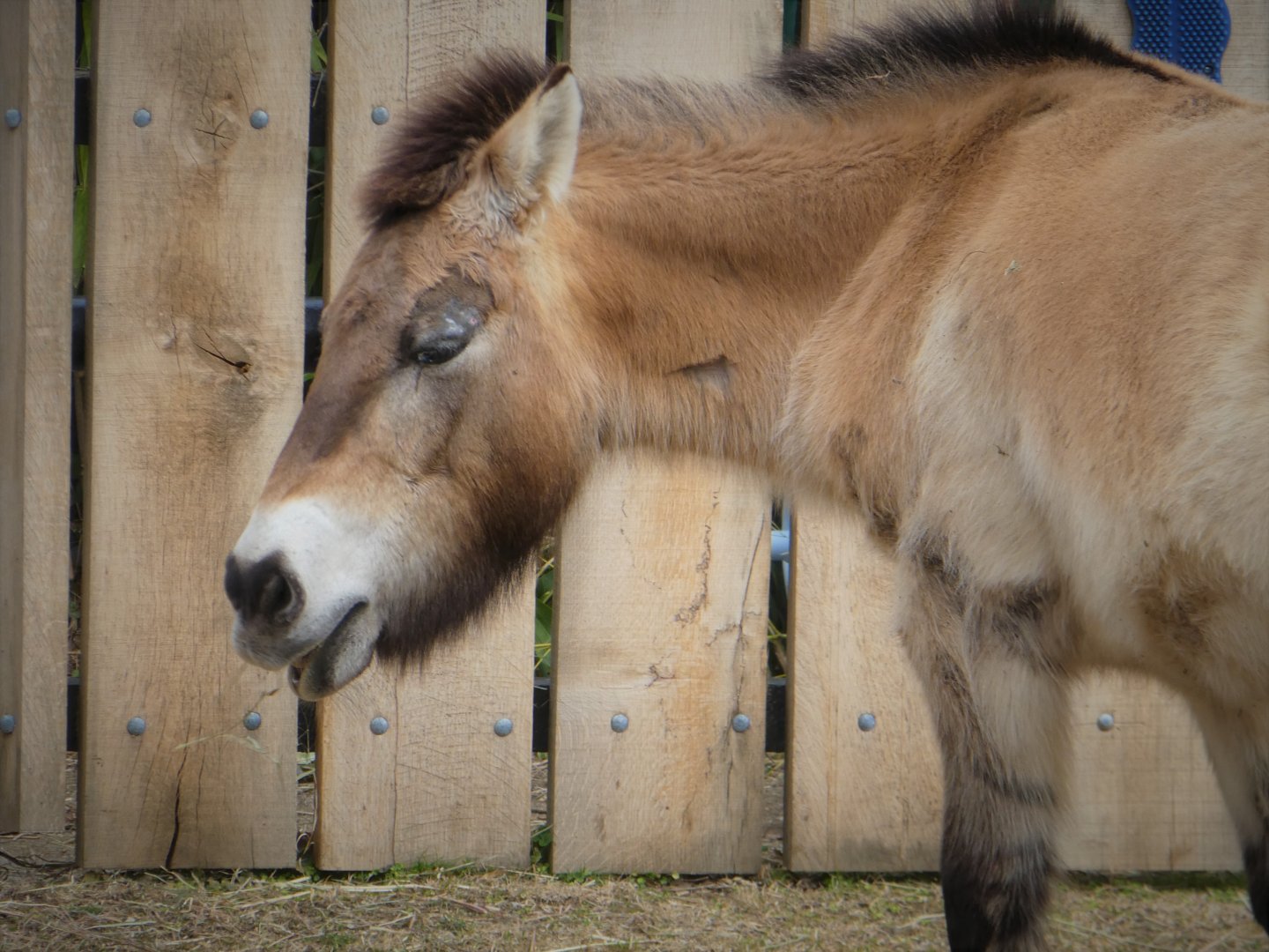 Small Mammal House - Przewalski's Horse