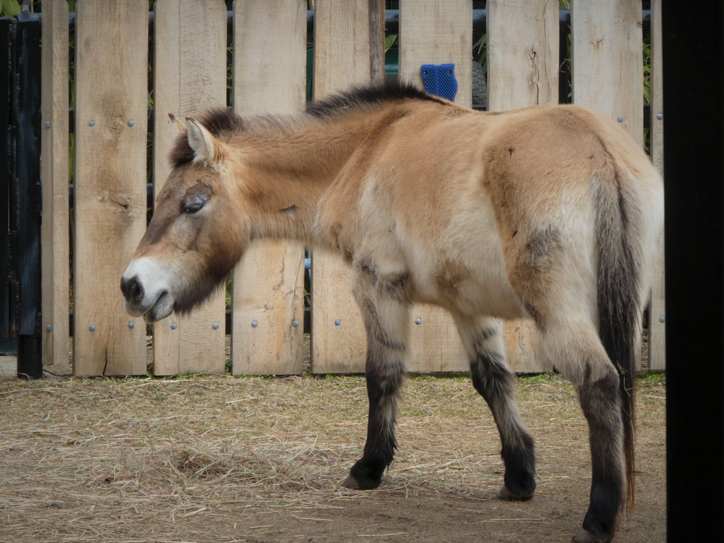 Small Mammal House - Przewalski's Horse