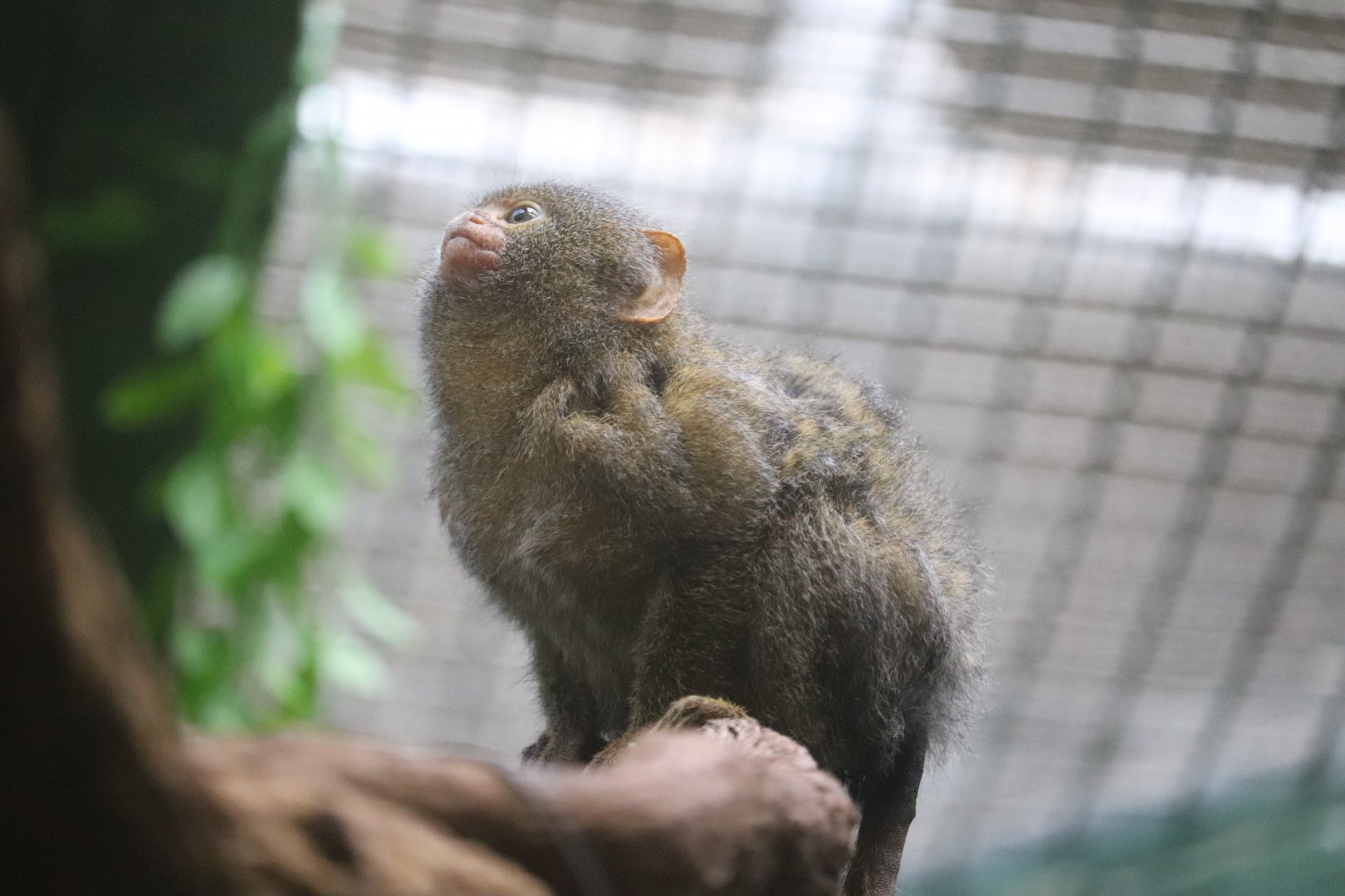 Small Mammal House - Pygmy Marmoset - Chorizo
