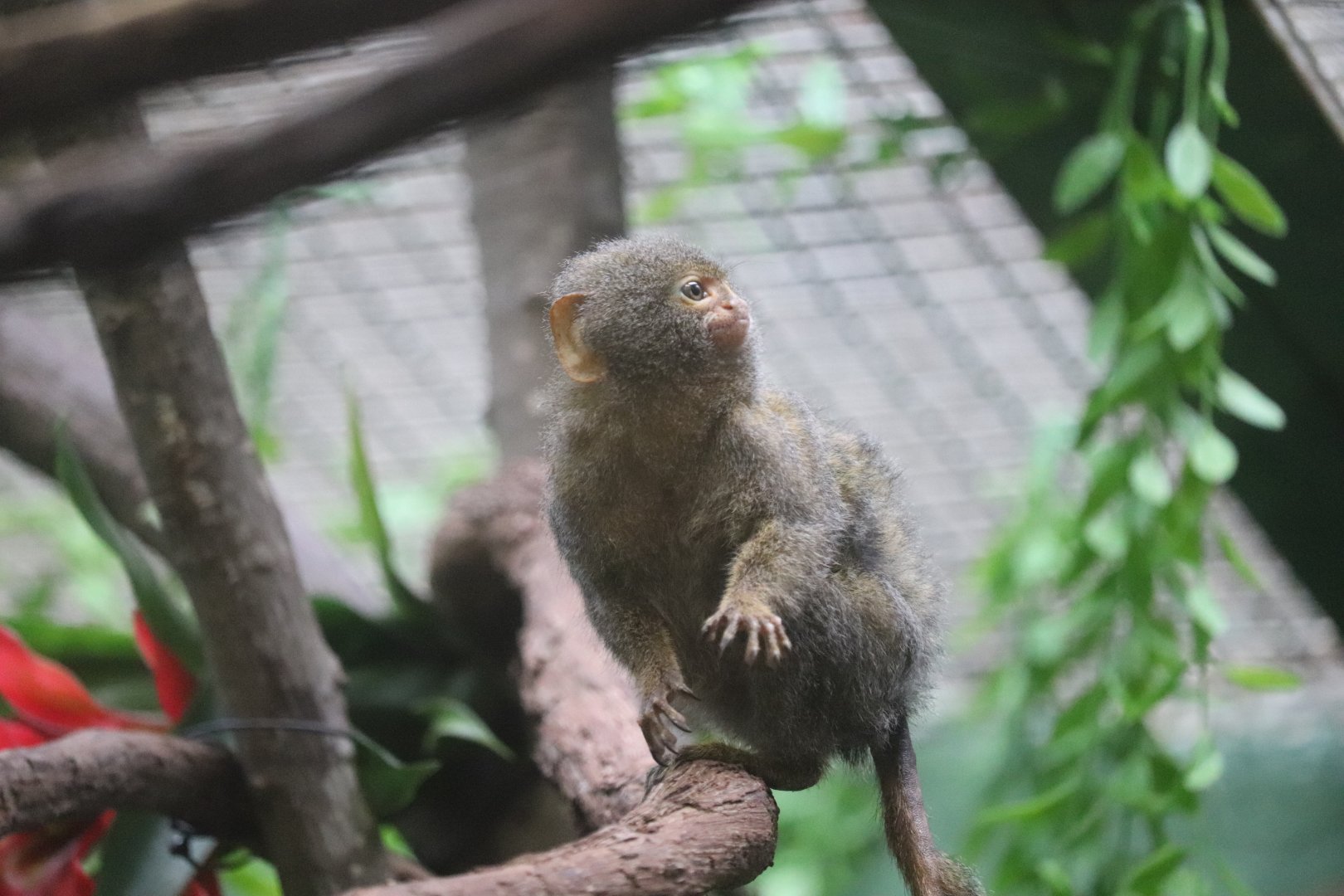 Small Mammal House - Pygmy Marmoset - Chorizo