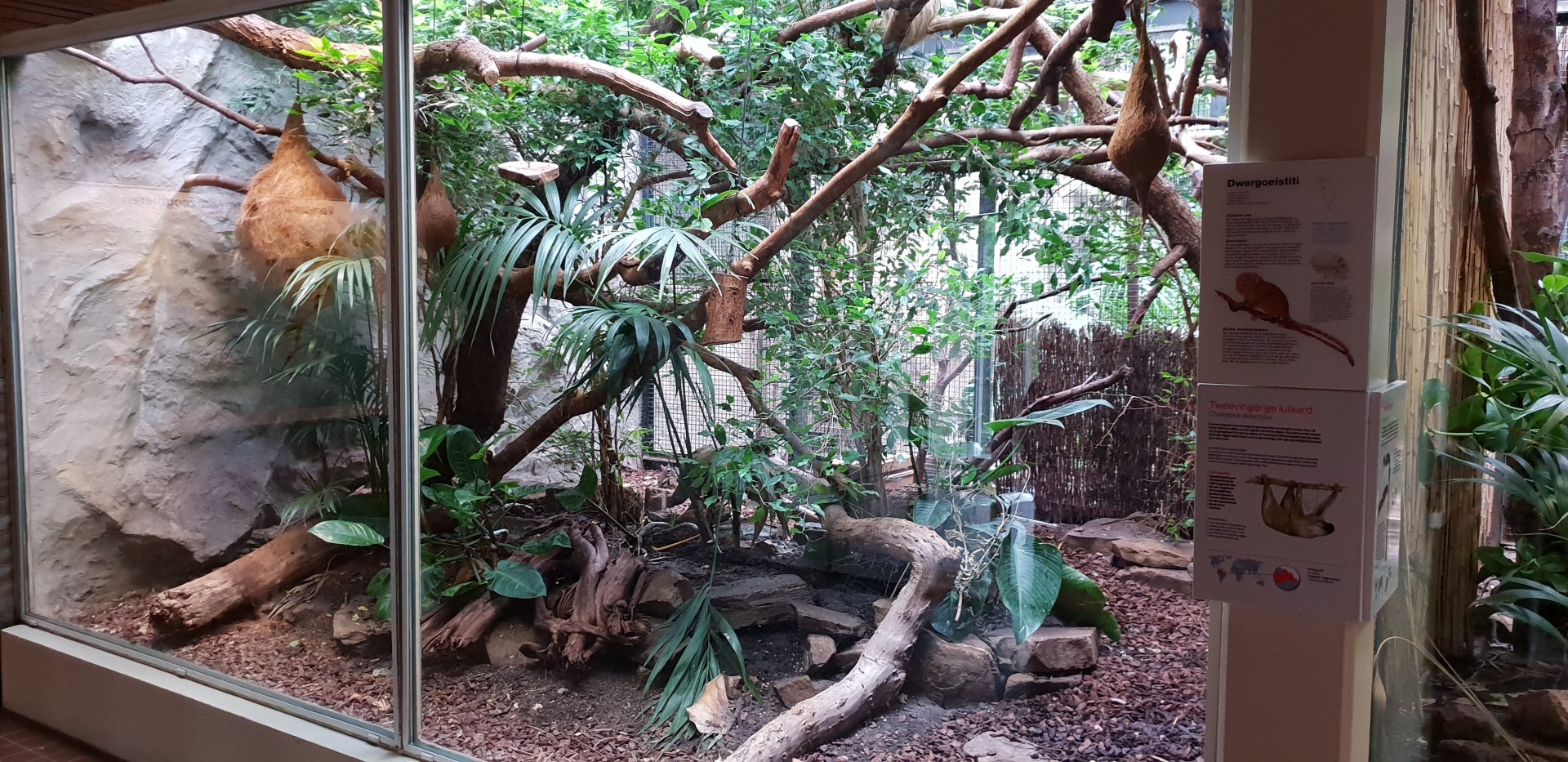 Small Mammal House - Pygmy marmoset - Two-toed sloth enclosure