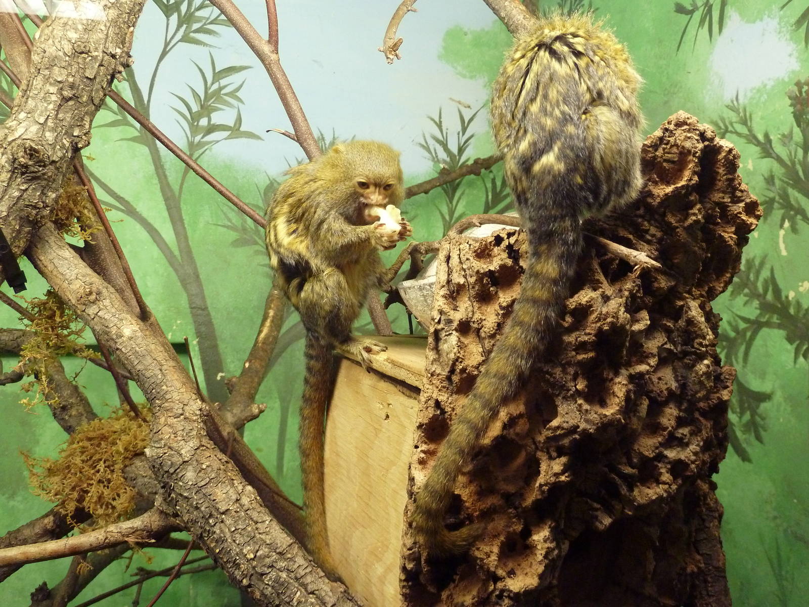 Small Mammal House - Pygmy Marmosets