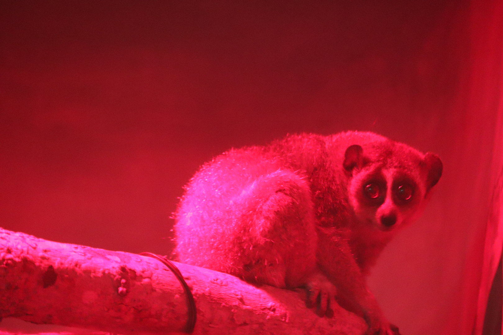 Small Mammal House - Pygmy Slow Loris