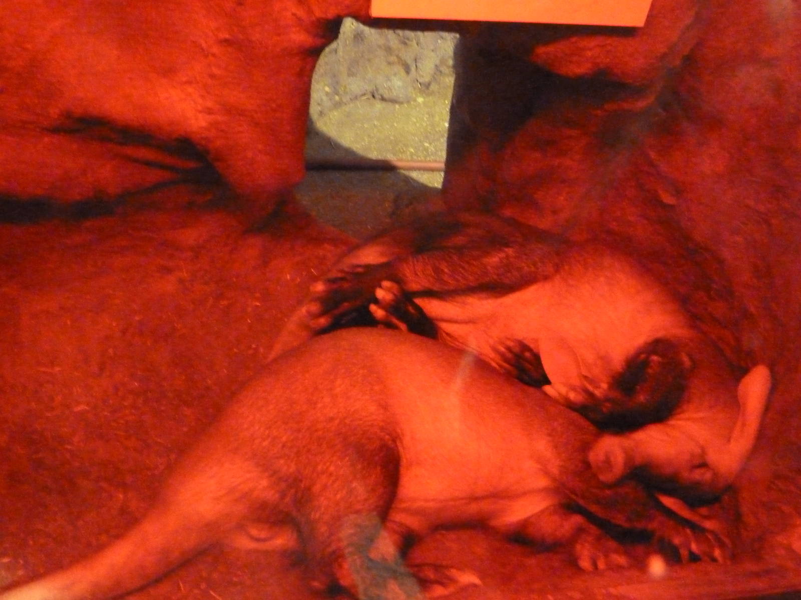 Small Mammal House - Red Aardvarks