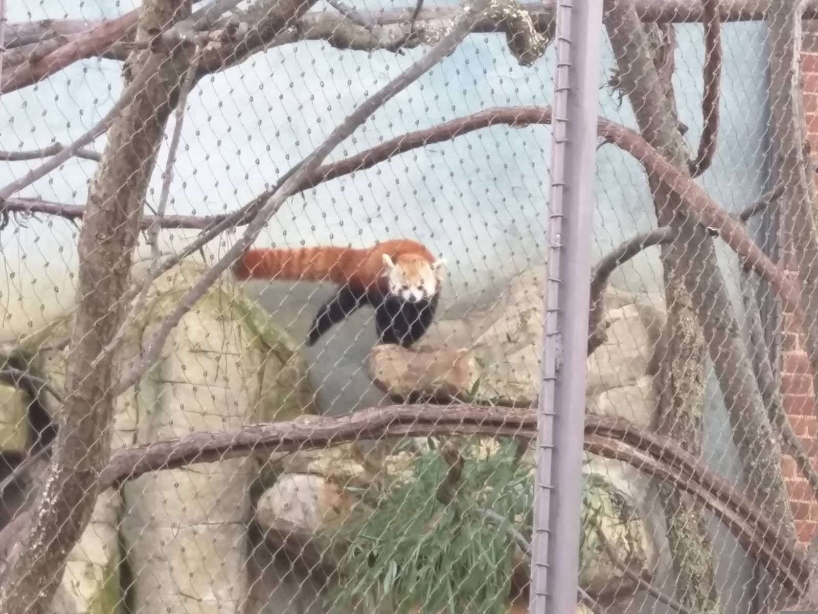 Small Mammal House - Red Panda