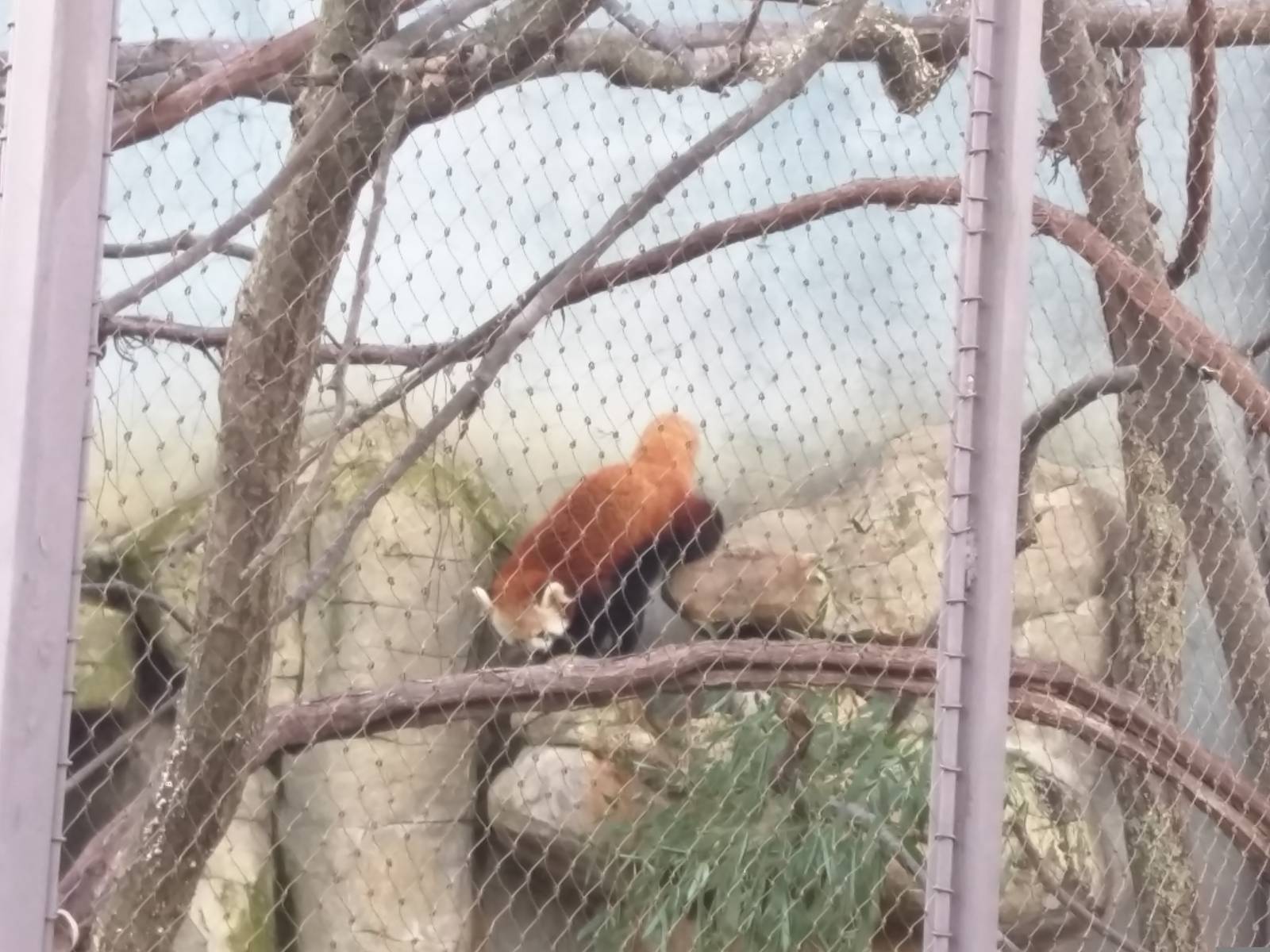 Small Mammal House - Red Panda