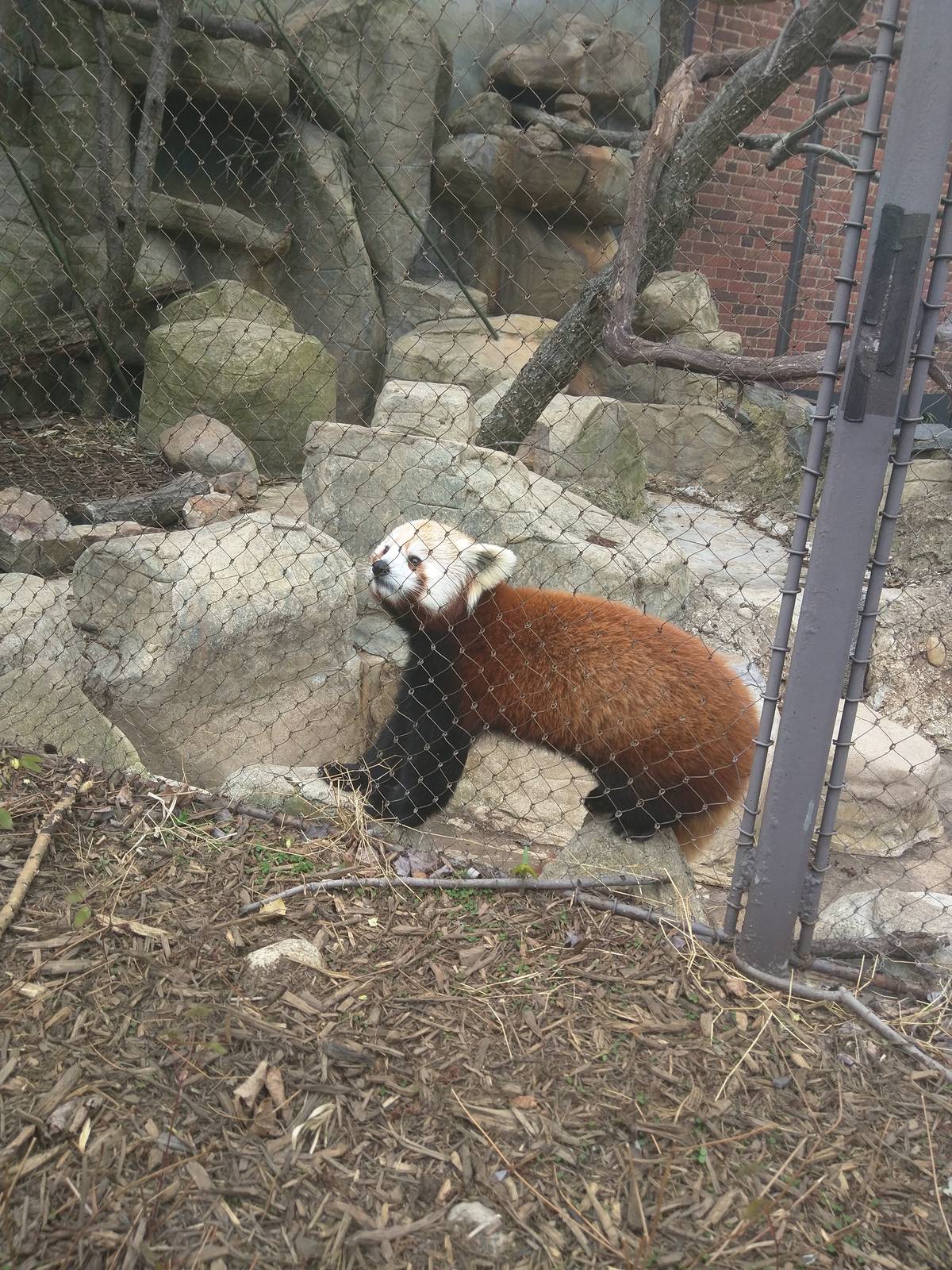 Small Mammal House - Red Panda
