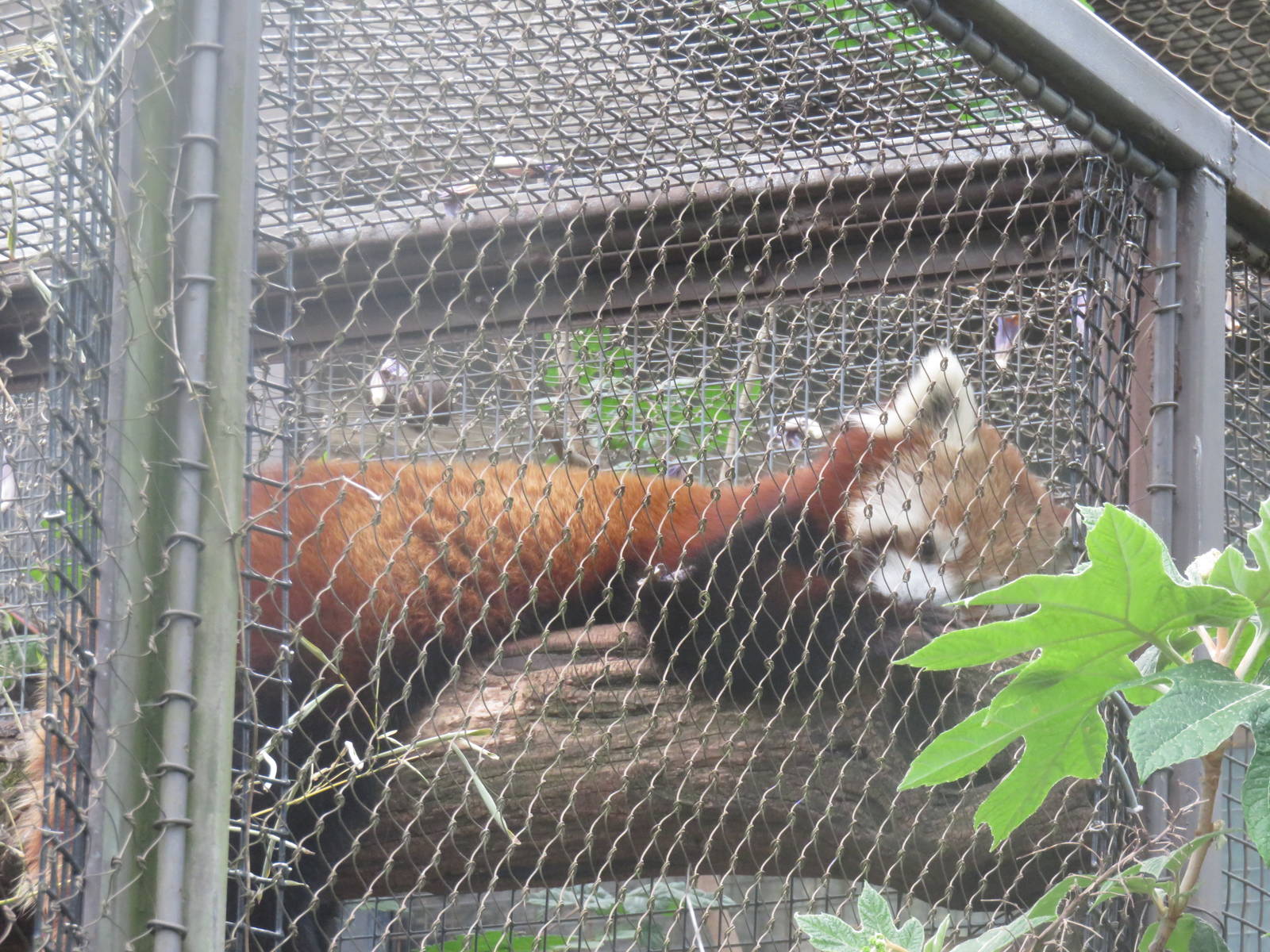 Small Mammal House - Red Panda