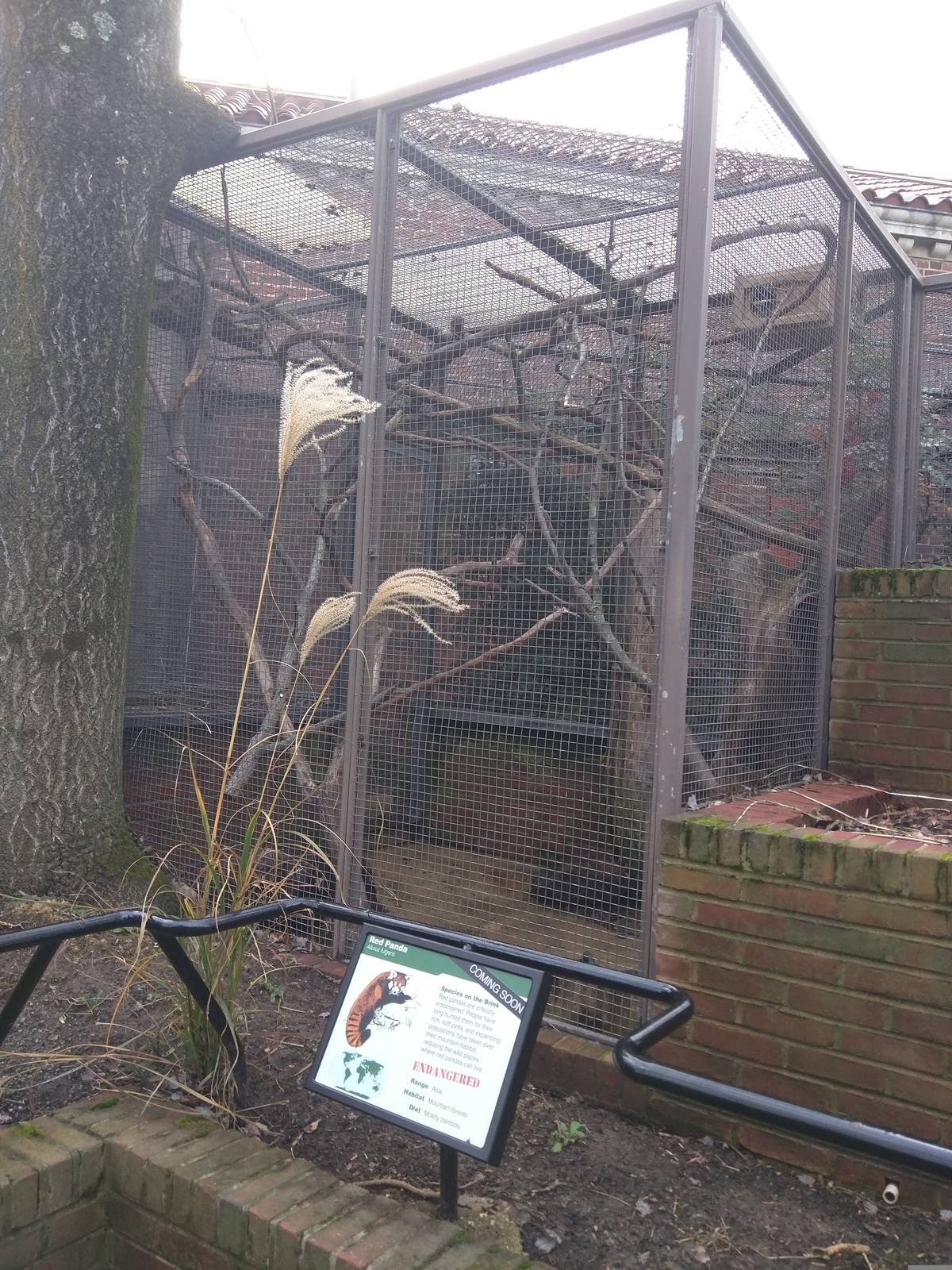 Small Mammal House - Red Pandas coming to a Smithsonian National zoo near y
