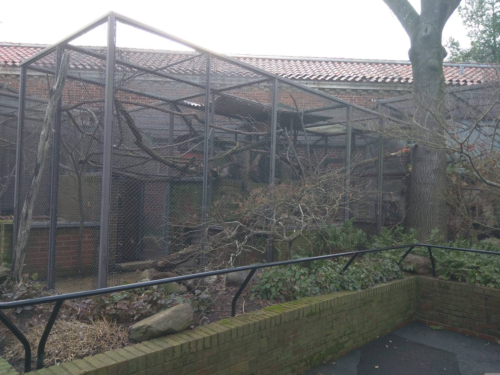 Small Mammal House - Red Pandas coming to a Smithsonian National zoo near y