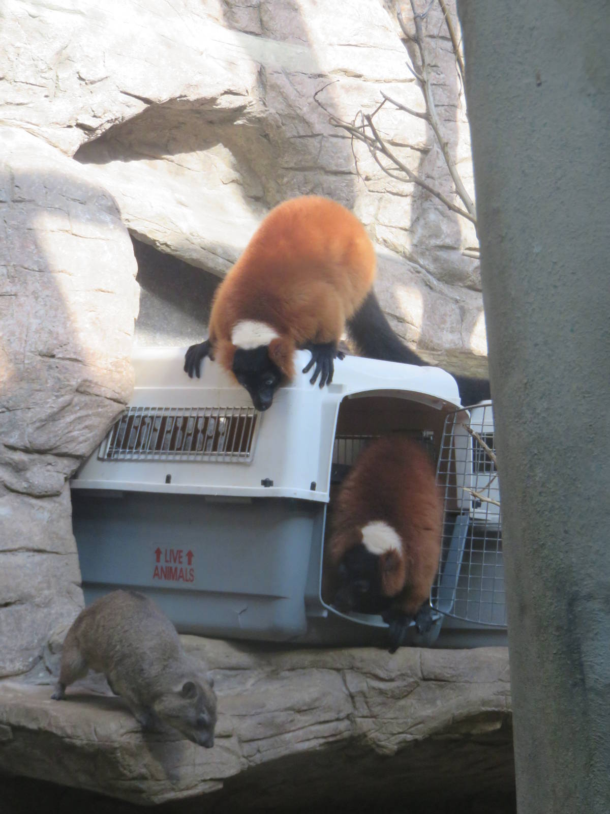 Small Mammal House - Red Ruffed Lemur and Rock Hyrax