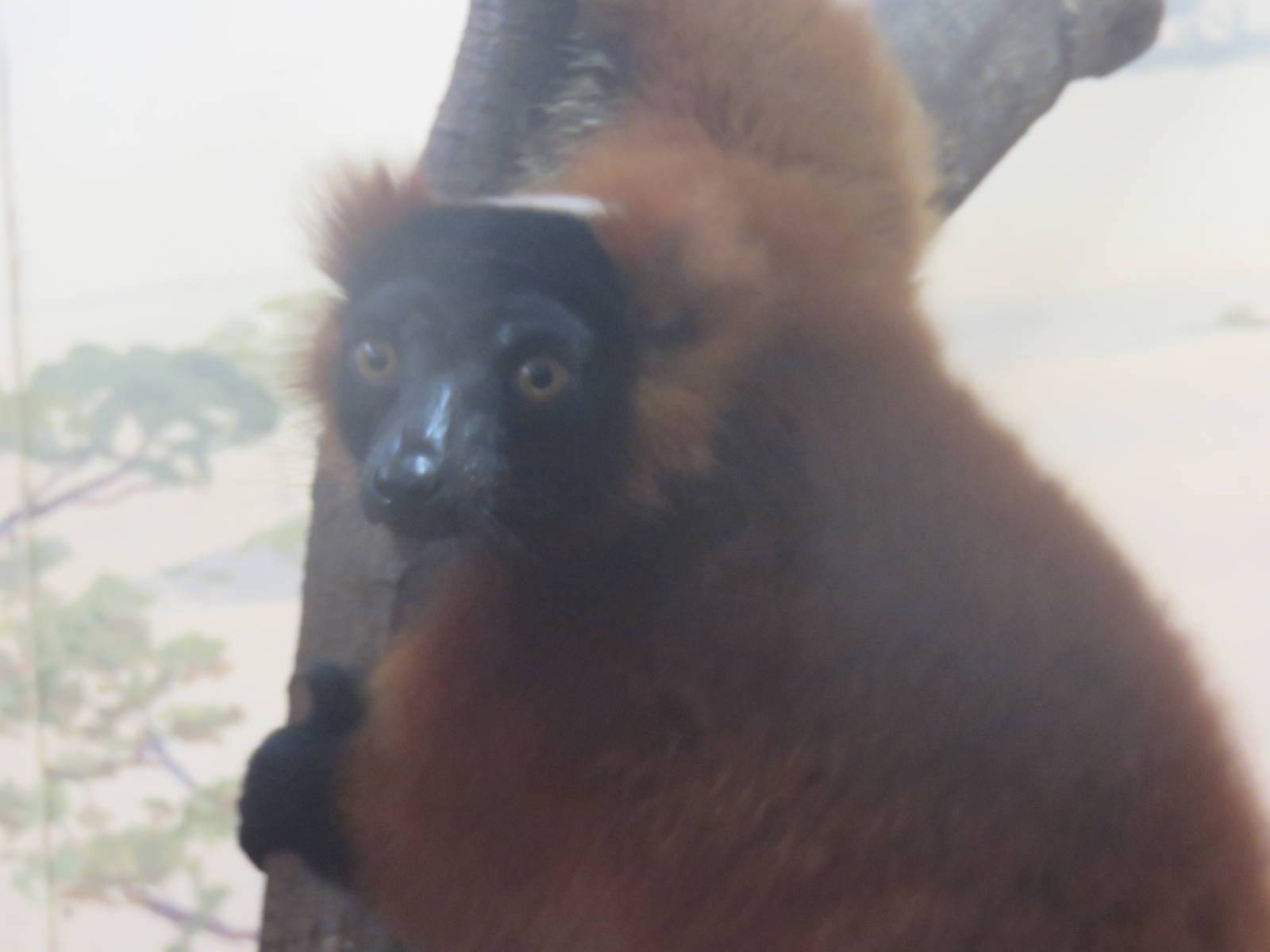 Small Mammal House - Red Ruffed Lemur