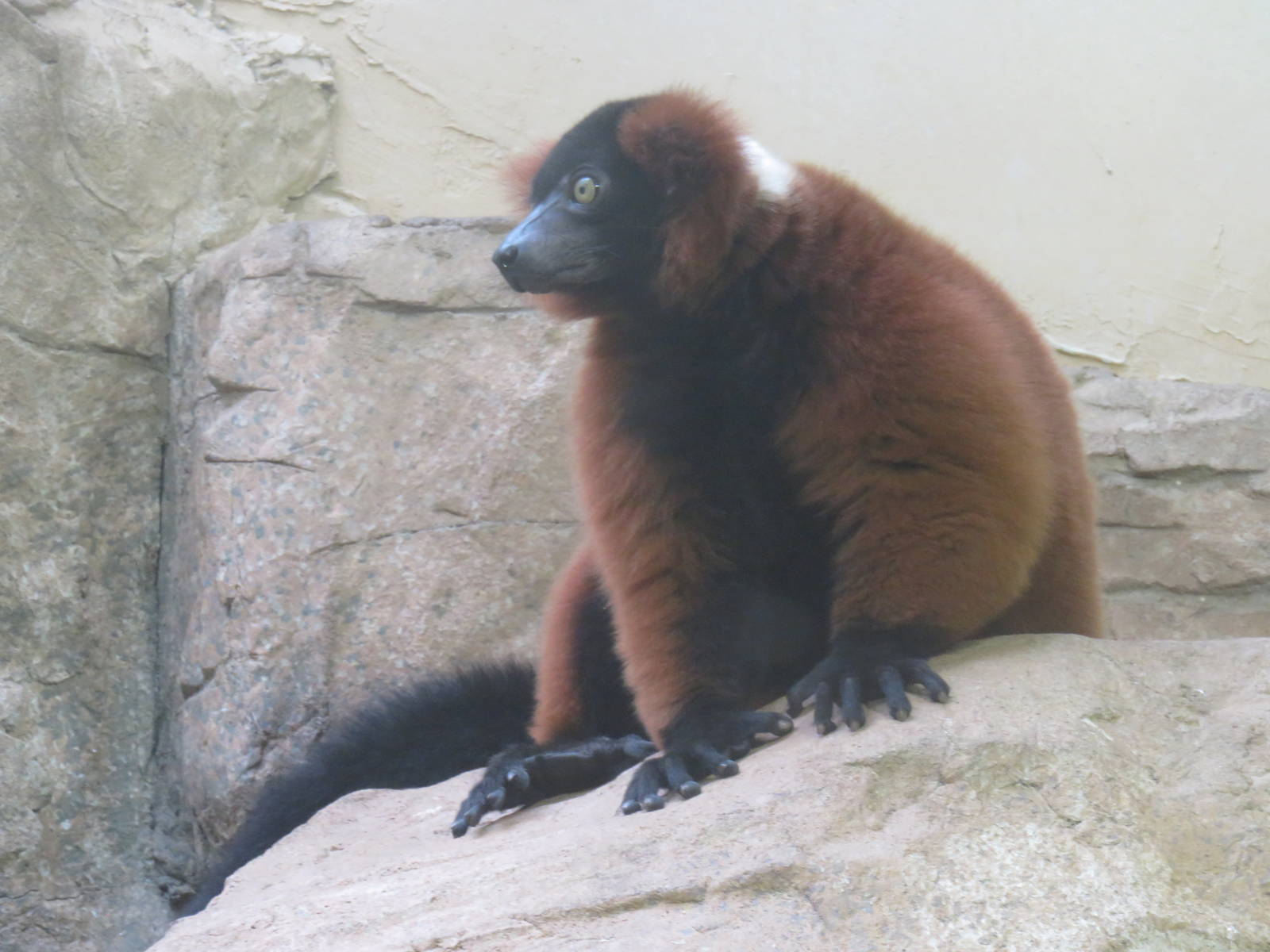 Small Mammal House - Red Ruffed Lemur