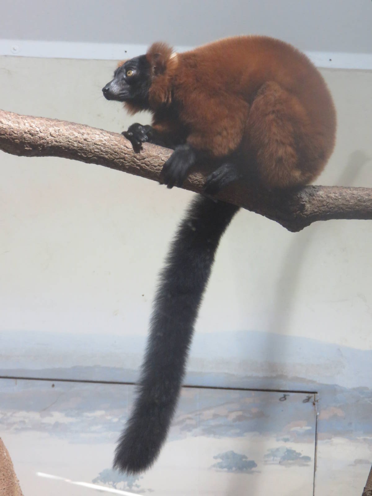 Small Mammal House - Red Ruffed Lemur