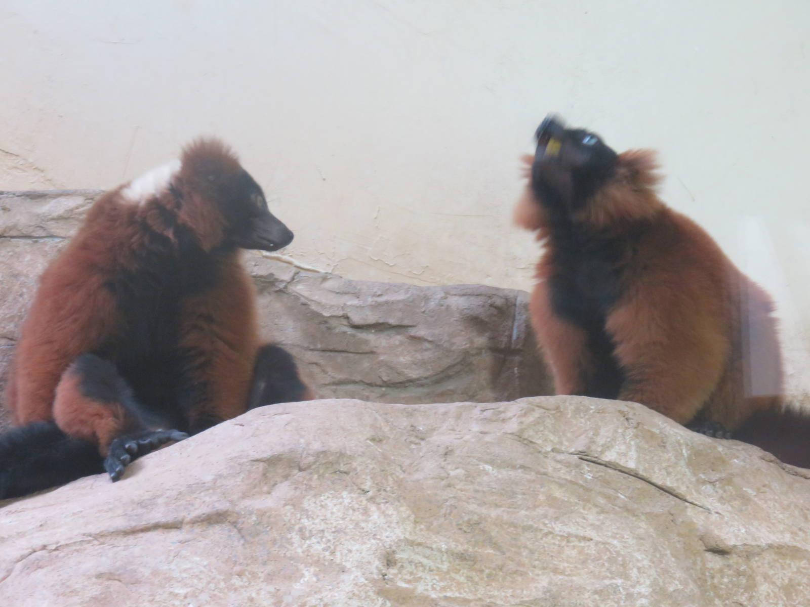 Small Mammal House - Red Ruffed Lemur
