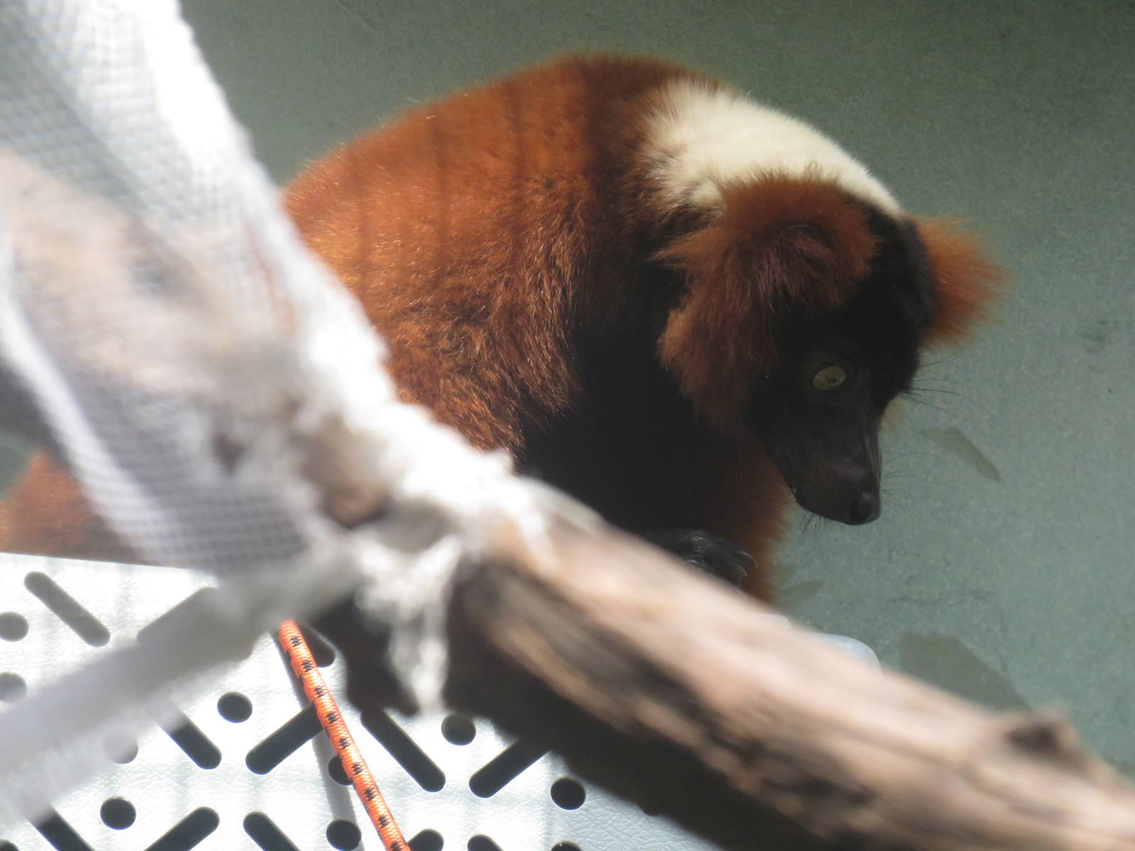 Small Mammal House - Red Ruffed Lemur