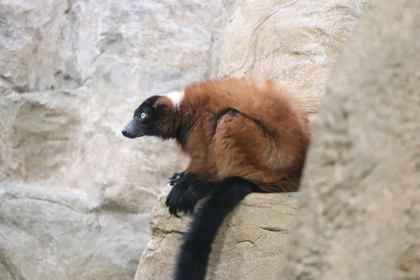 Small Mammal House - Red Ruffed Lemur