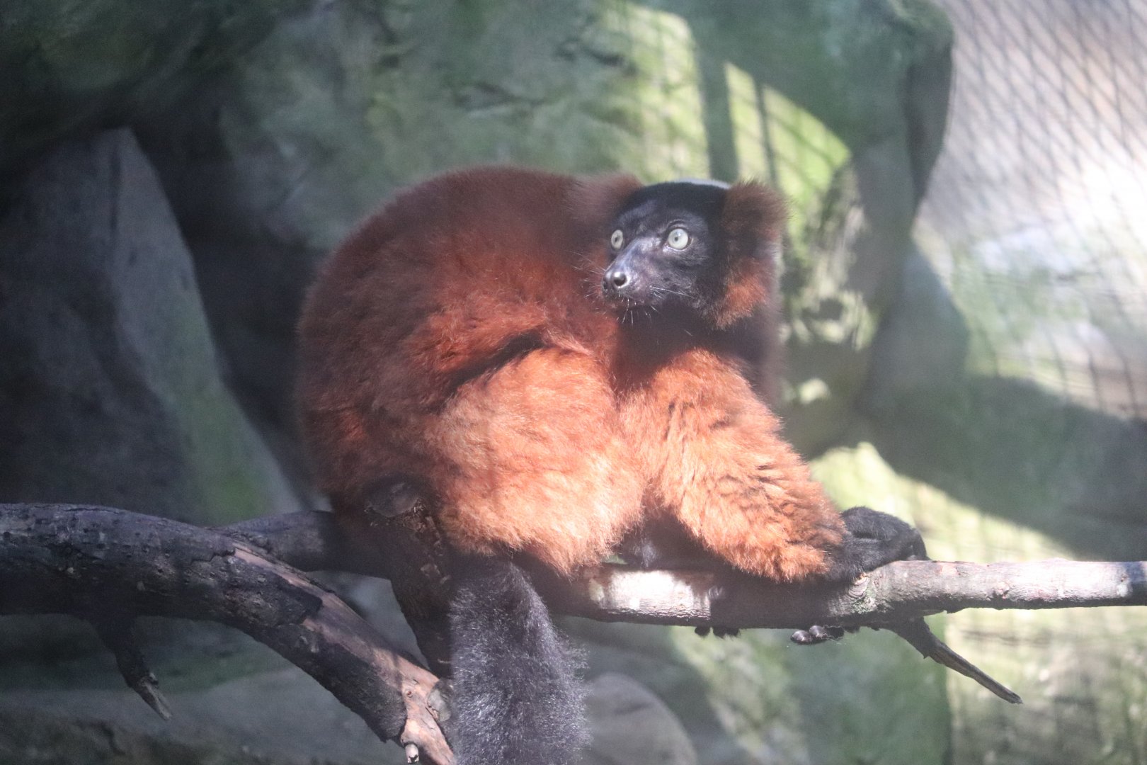 Small Mammal House - Red Ruffed Lemur