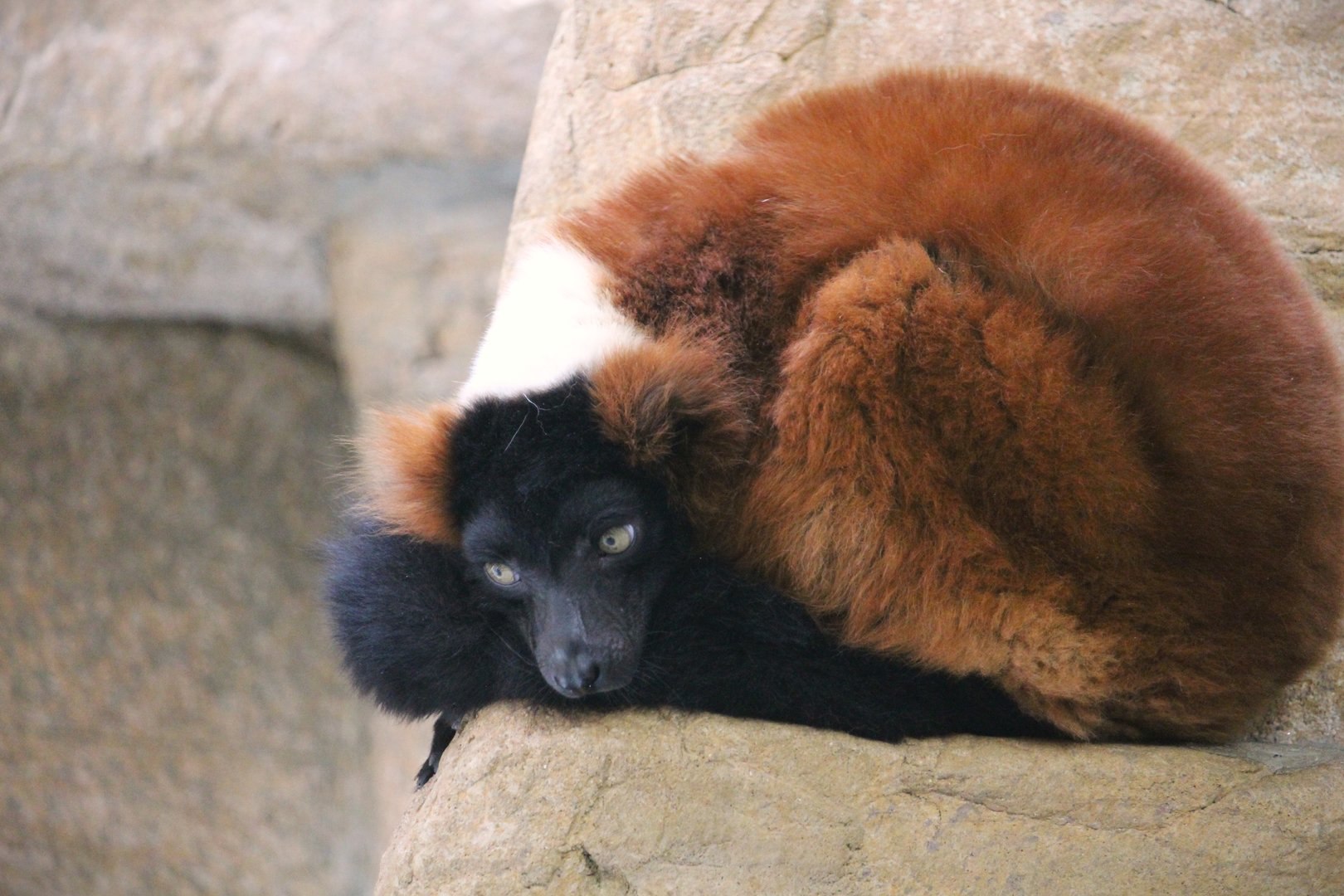 Small Mammal House - Red Ruffed Lemur