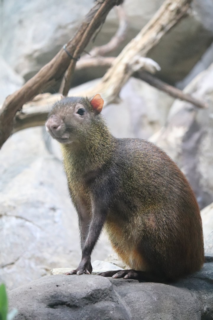 Small Mammal House - Red-Rumped Agouti