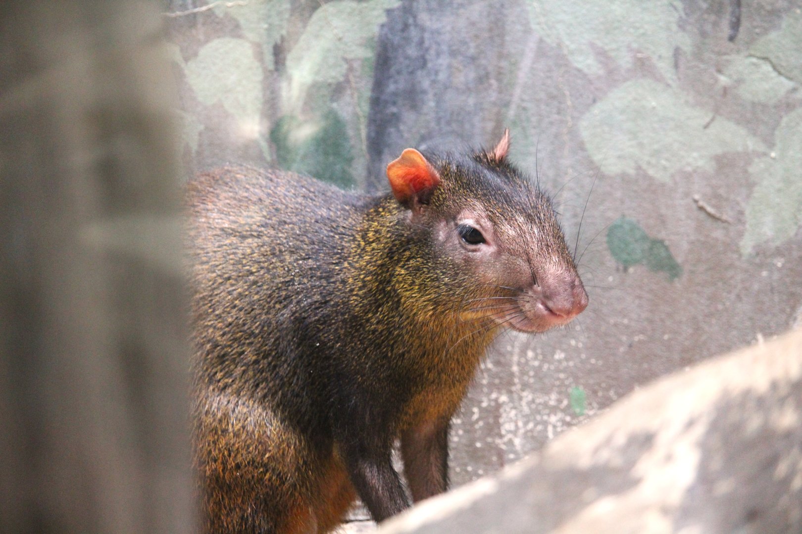 Small Mammal House - Red-rumped Agouti