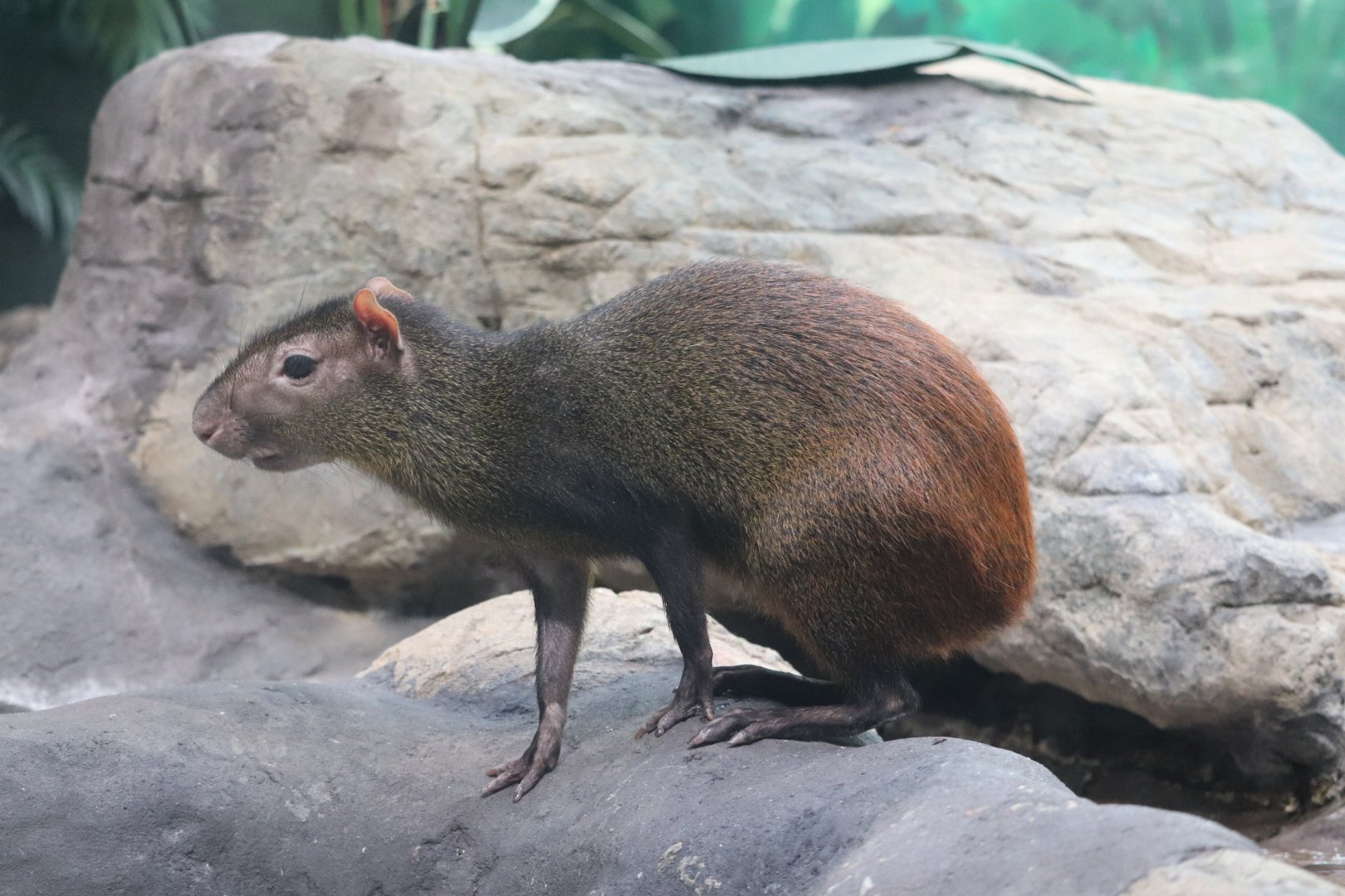 Small Mammal House - Red-Rumped Agouti