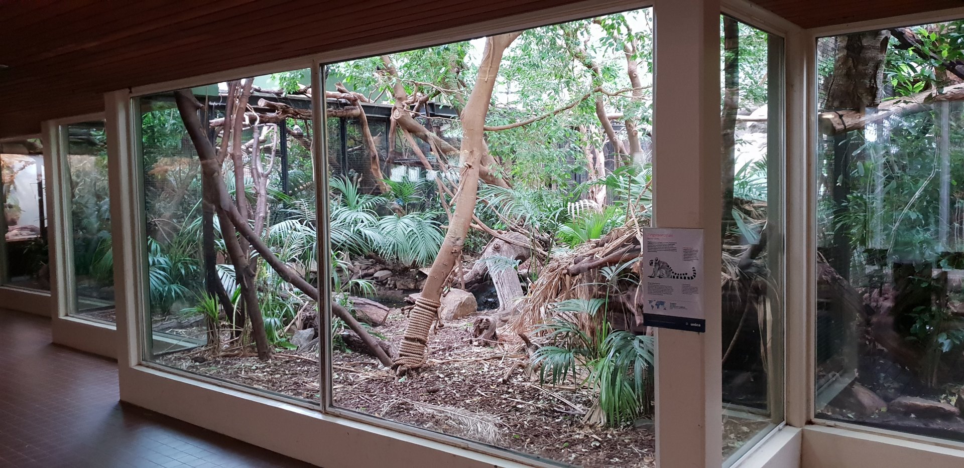 Small Mammal House - Ring-tailed indoor enclosure