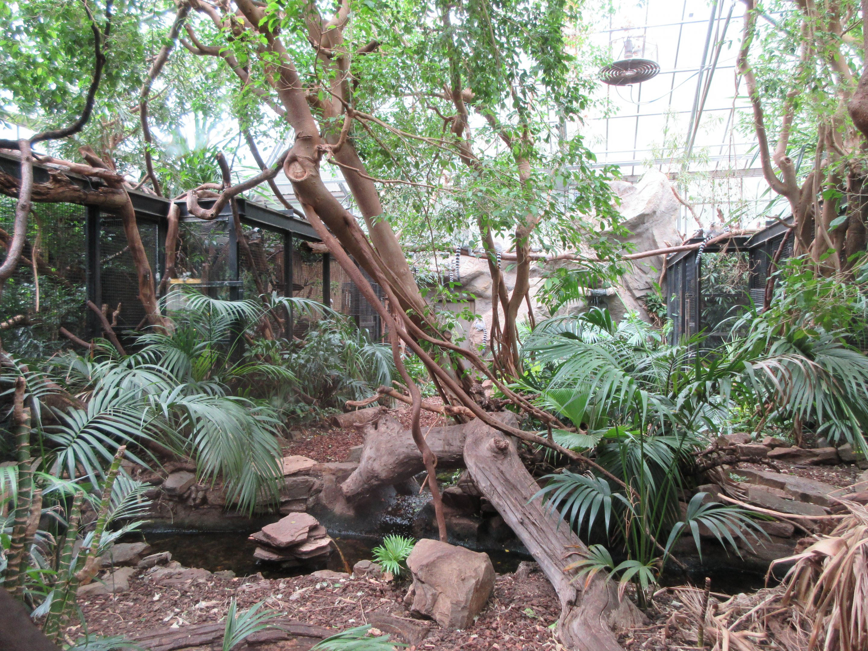 Small Mammal House - Ring-tailed Lemur Exhibit