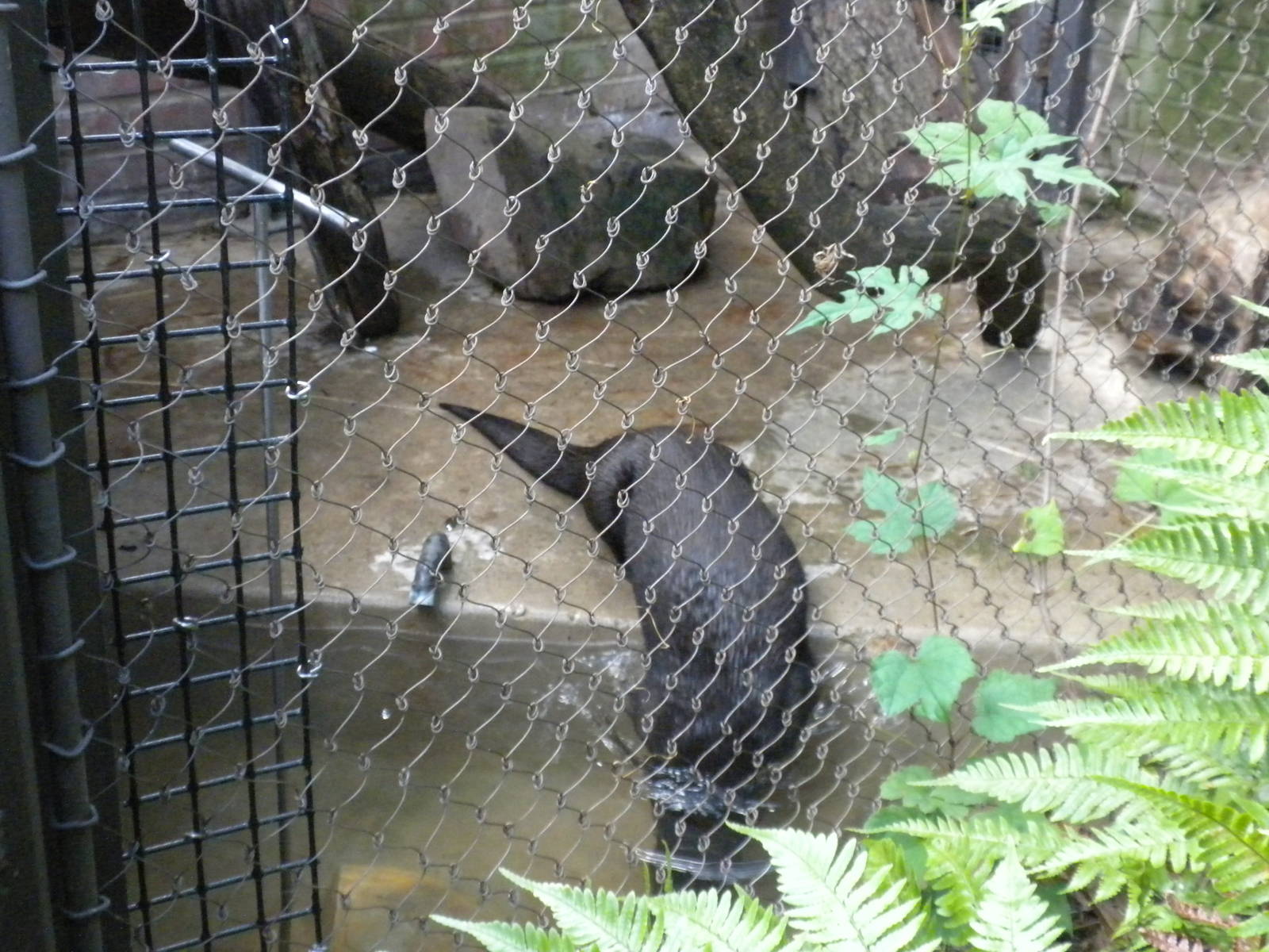 Small Mammal House - River Otter