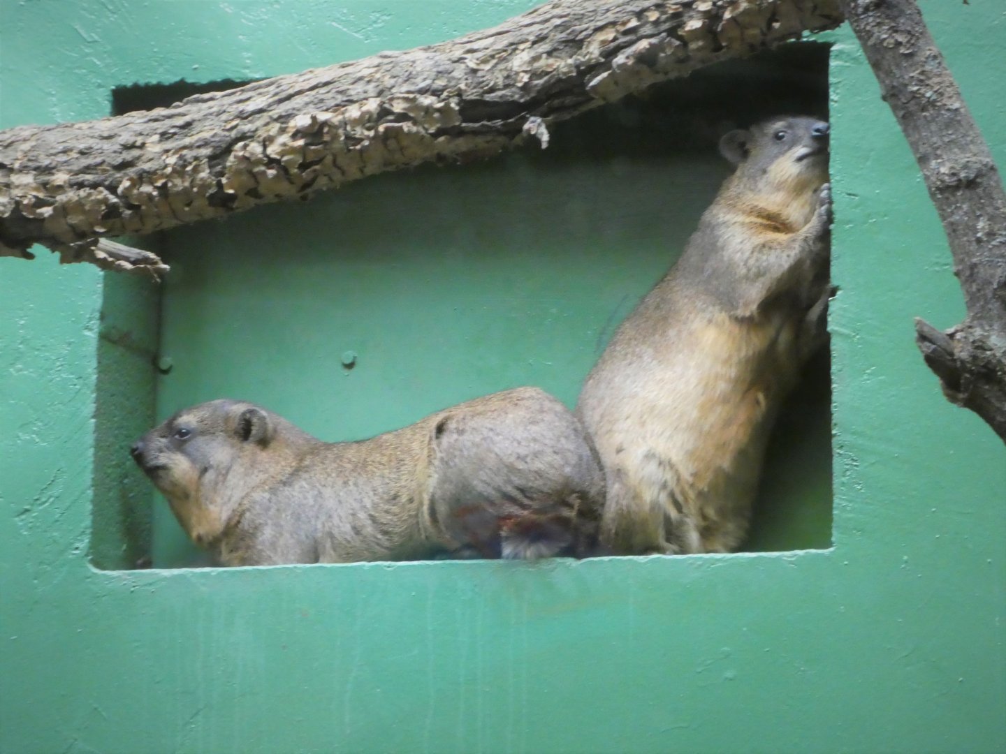 Small Mammal House - Rock Hryaxes