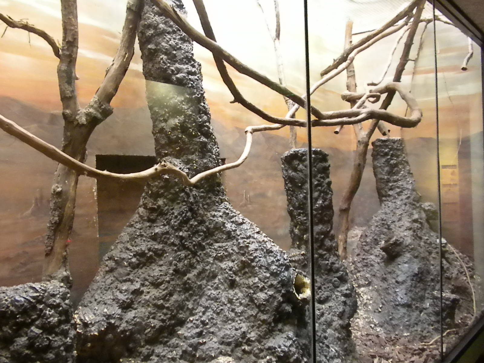 Small Mammal House - Rock Hyrax Exhibit