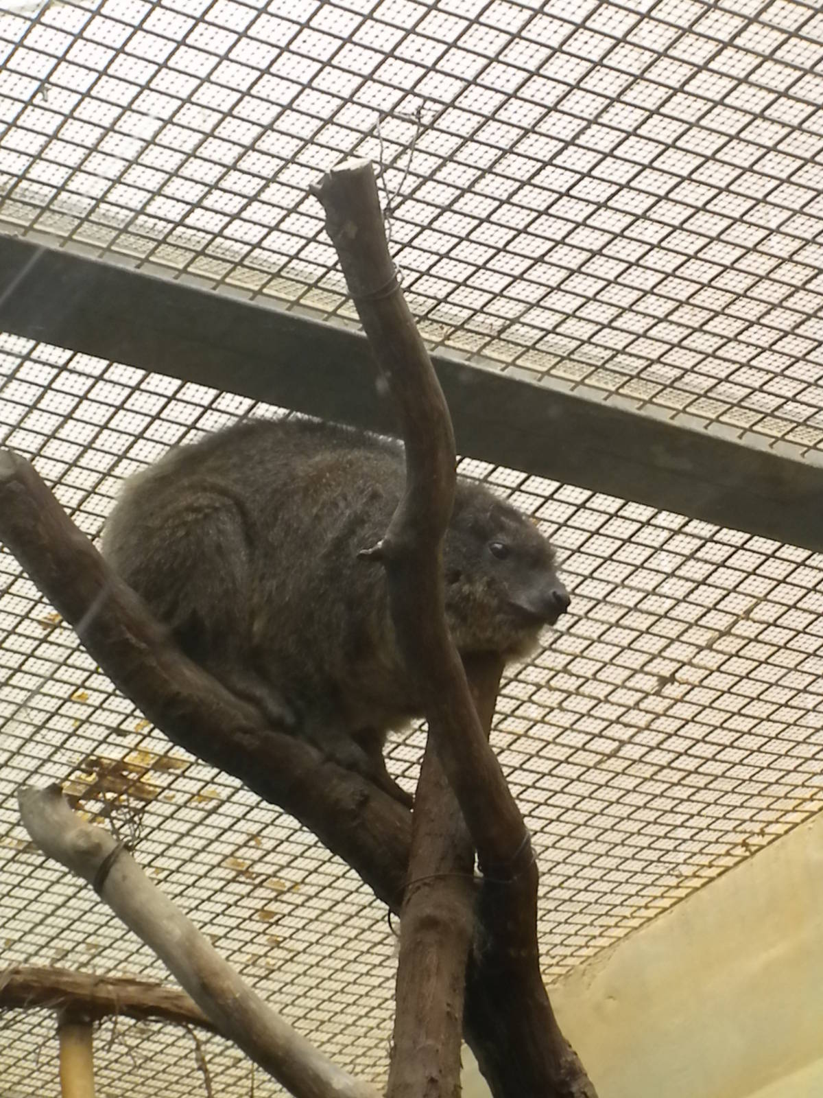 Small Mammal House - Rock Hyrax