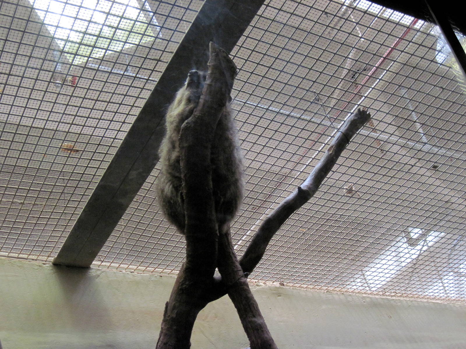 Small Mammal House-Rock Hyrax