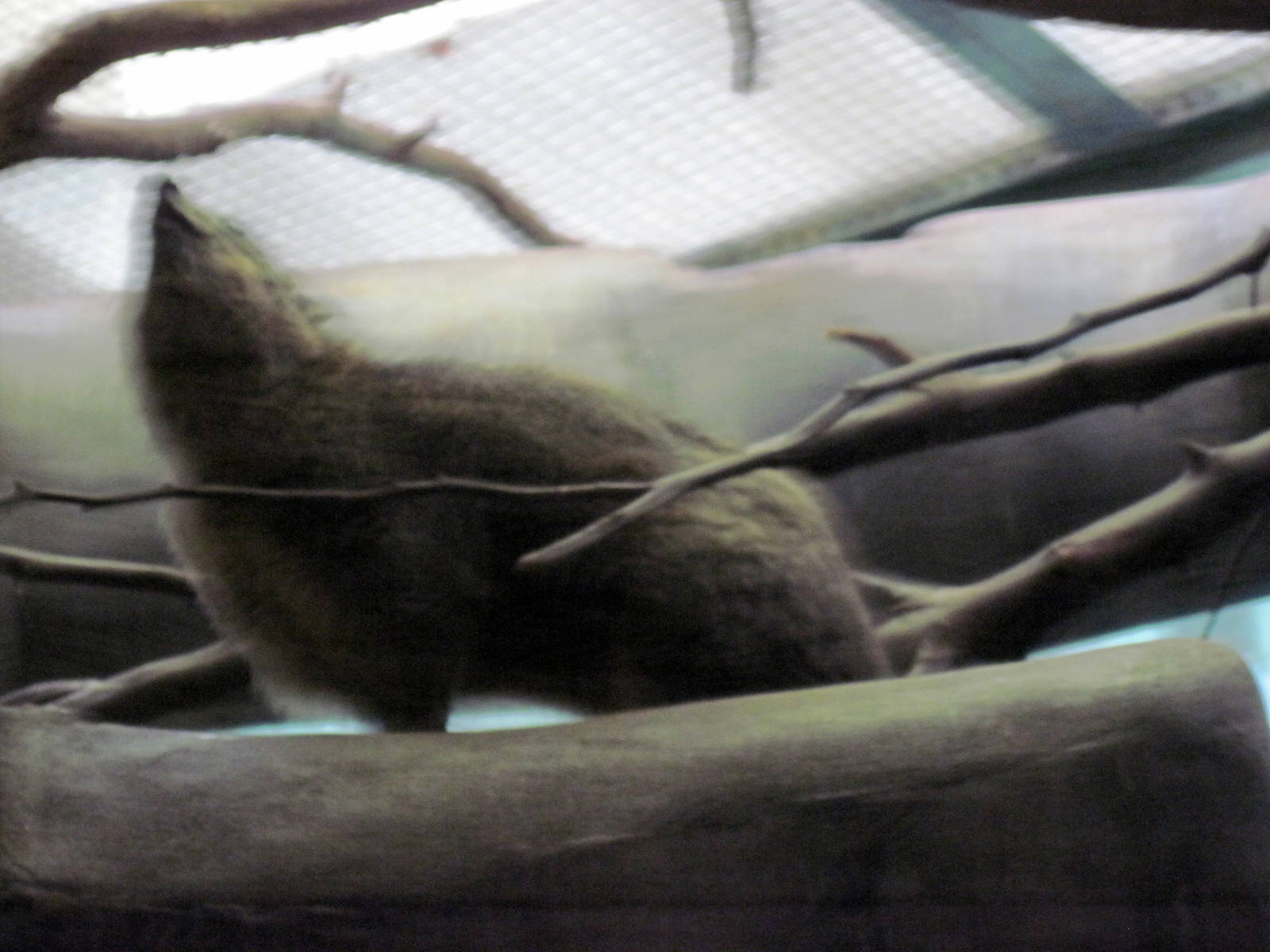 Small Mammal House-Rock Hyrax