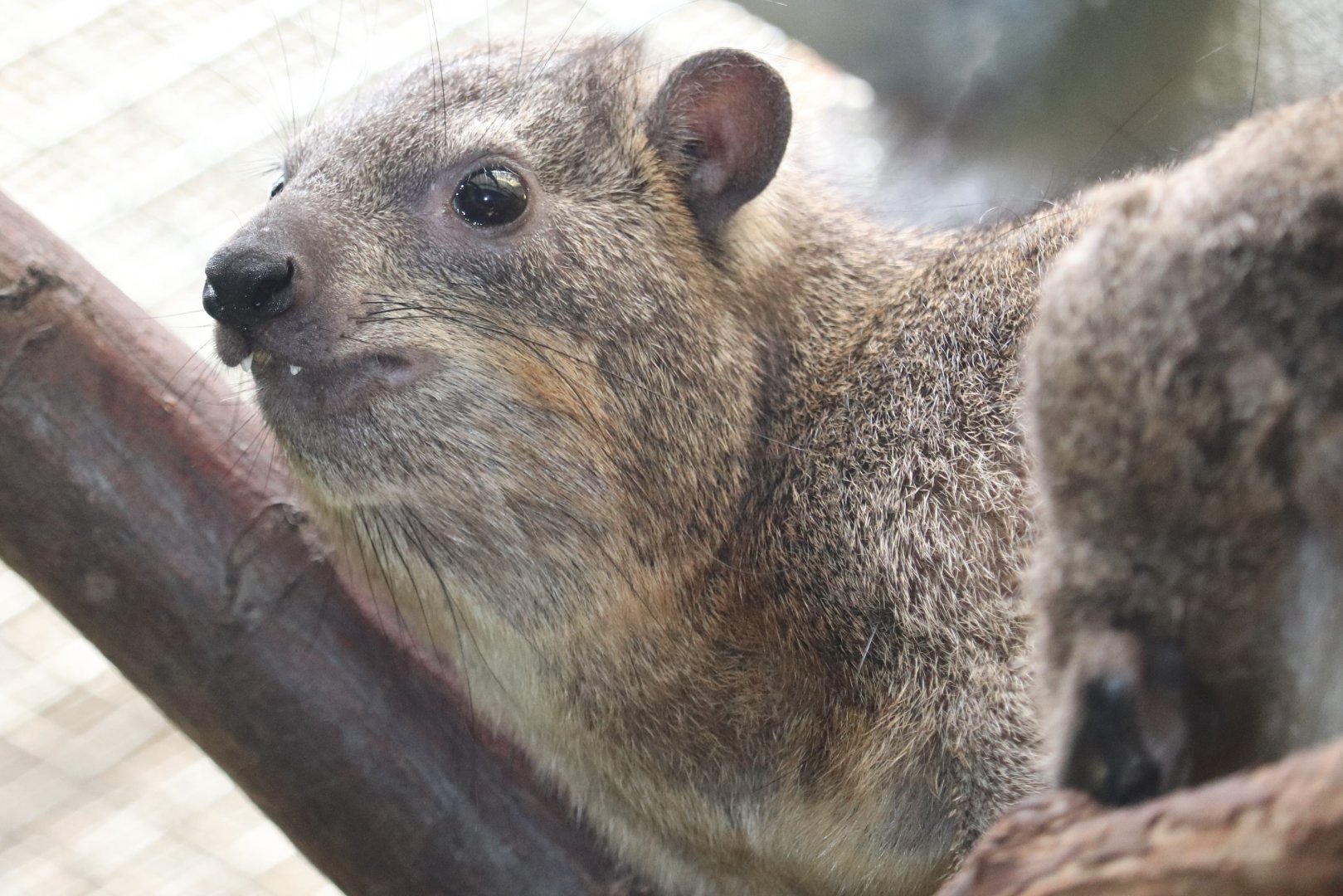 Small Mammal House - Rock Hyrax
