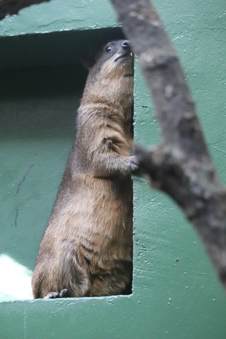 Small Mammal House - Rock Hyrax